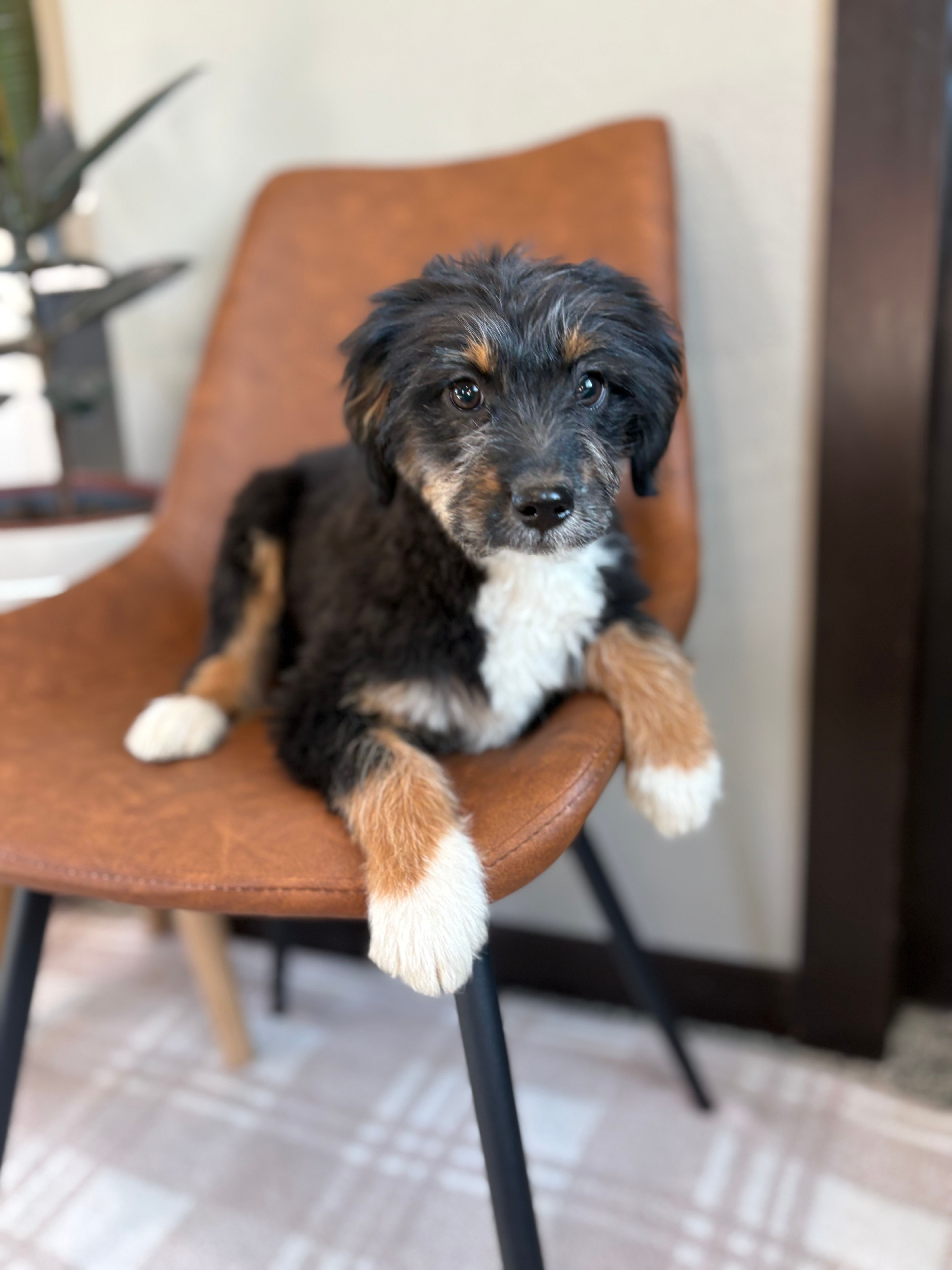 August - mini f1 – Miniature Bernedoodle puppy for sale in Rock Valley, IA
