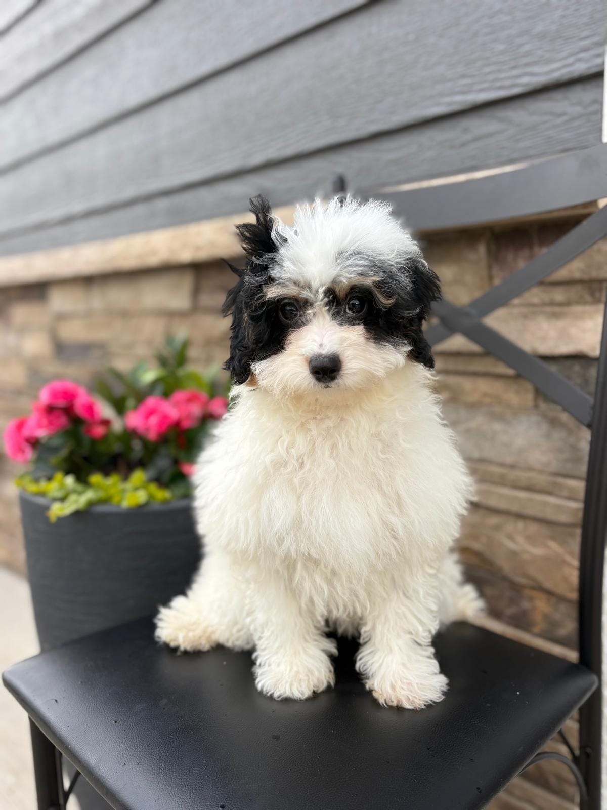 Dakotah – Miniature Bernedoodle puppy for sale in Rock Valley, IA