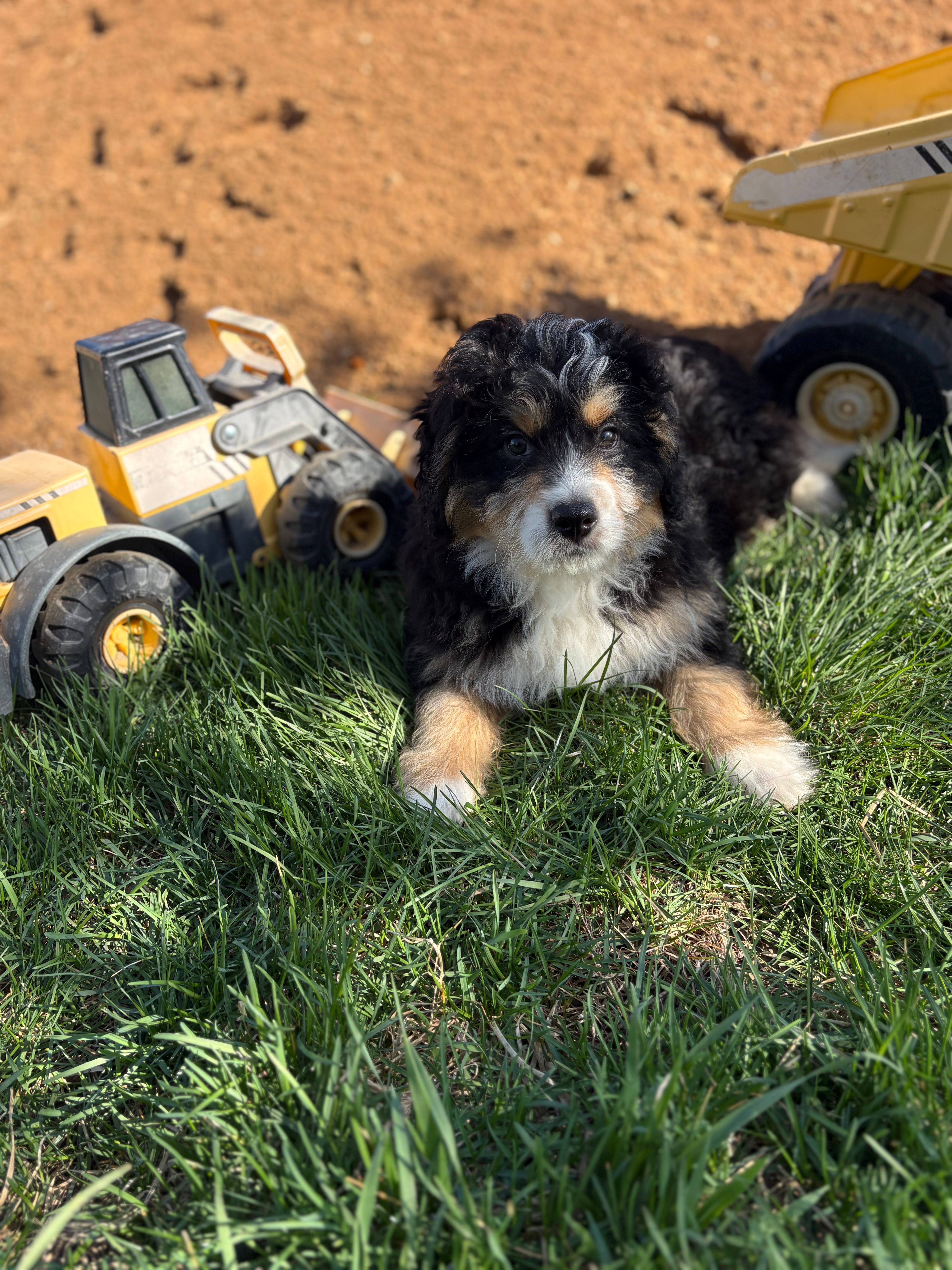 Aspen – Miniature Bernedoodle puppy for sale in Rock Valley, IA