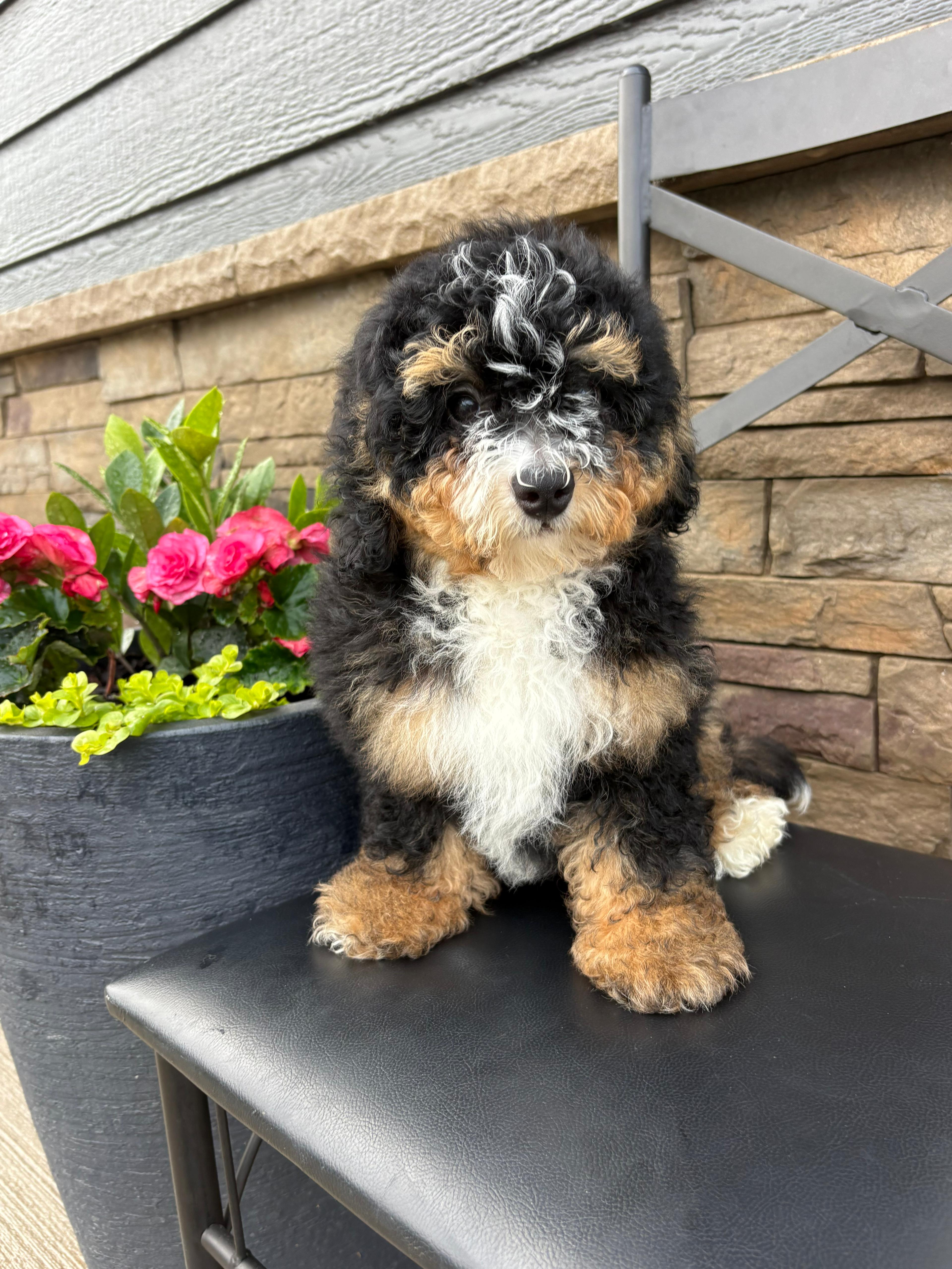 Wyatt – Miniature Bernedoodle puppy for sale in Rock Valley, IA