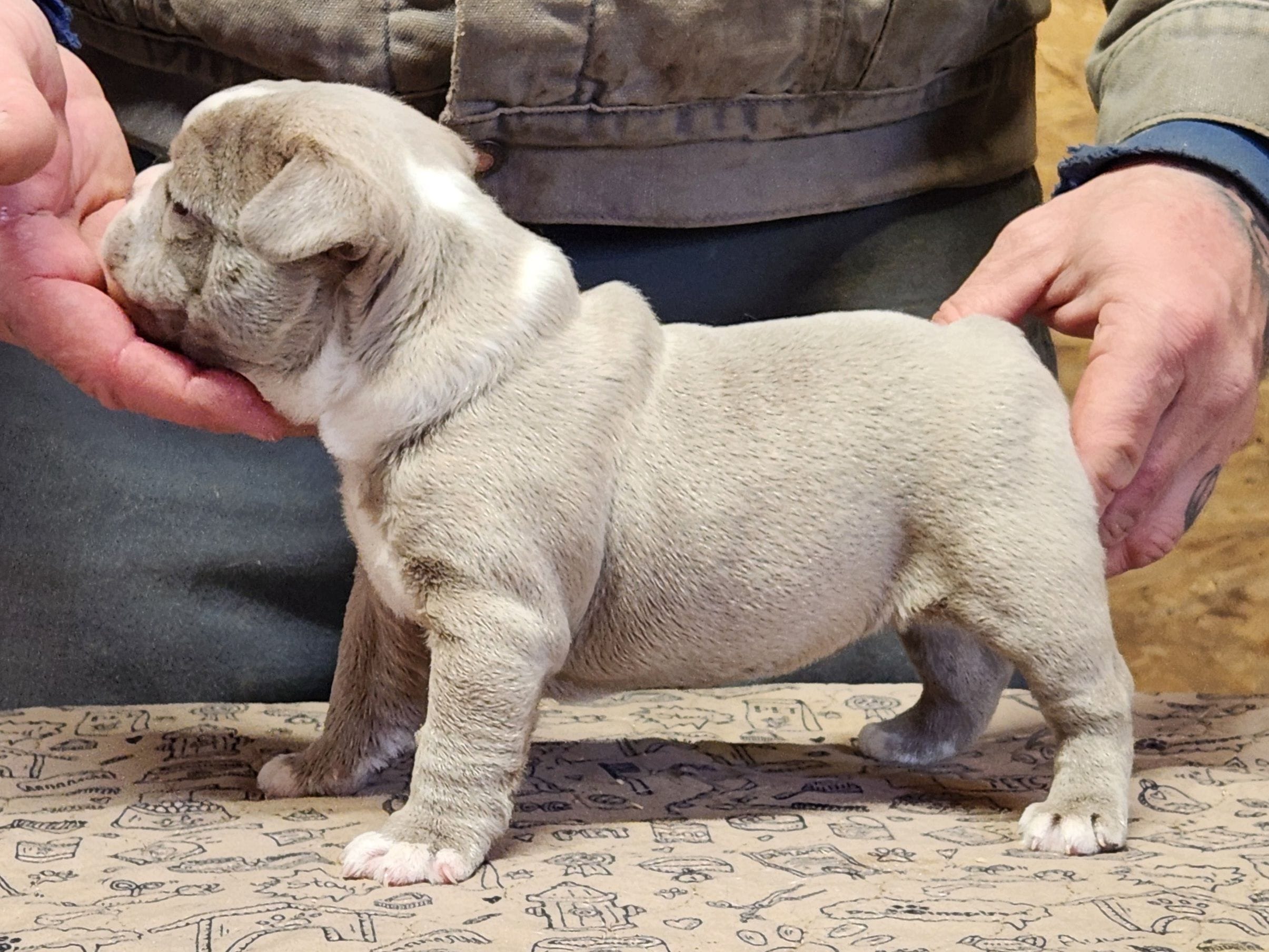 Chubby boy, a male Boston Terrier for sale in Jamesville, NC – Photo 4 of 4