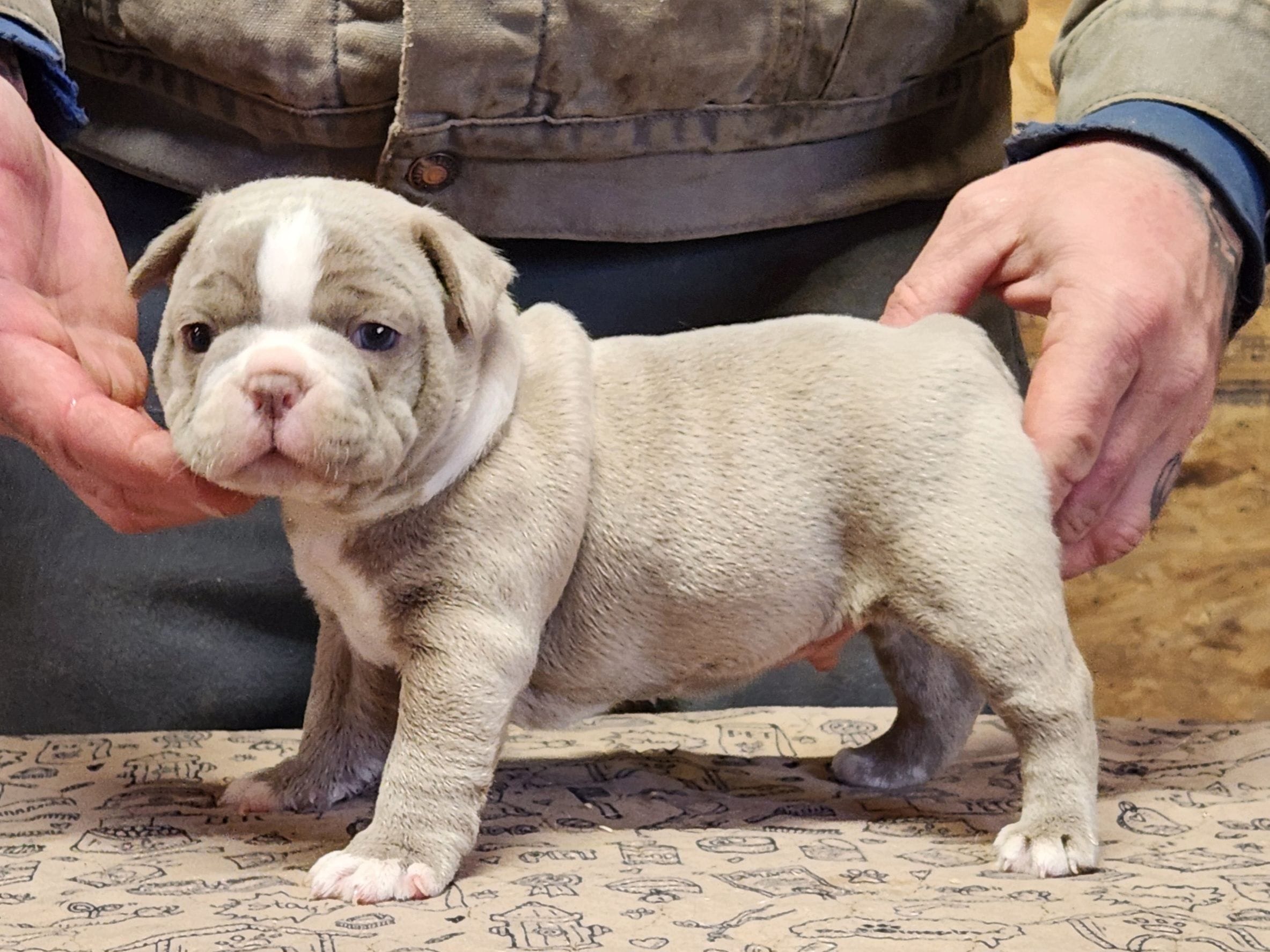 Chubby boy, a male Boston Terrier for sale in Jamesville, NC – Photo 2 of 4