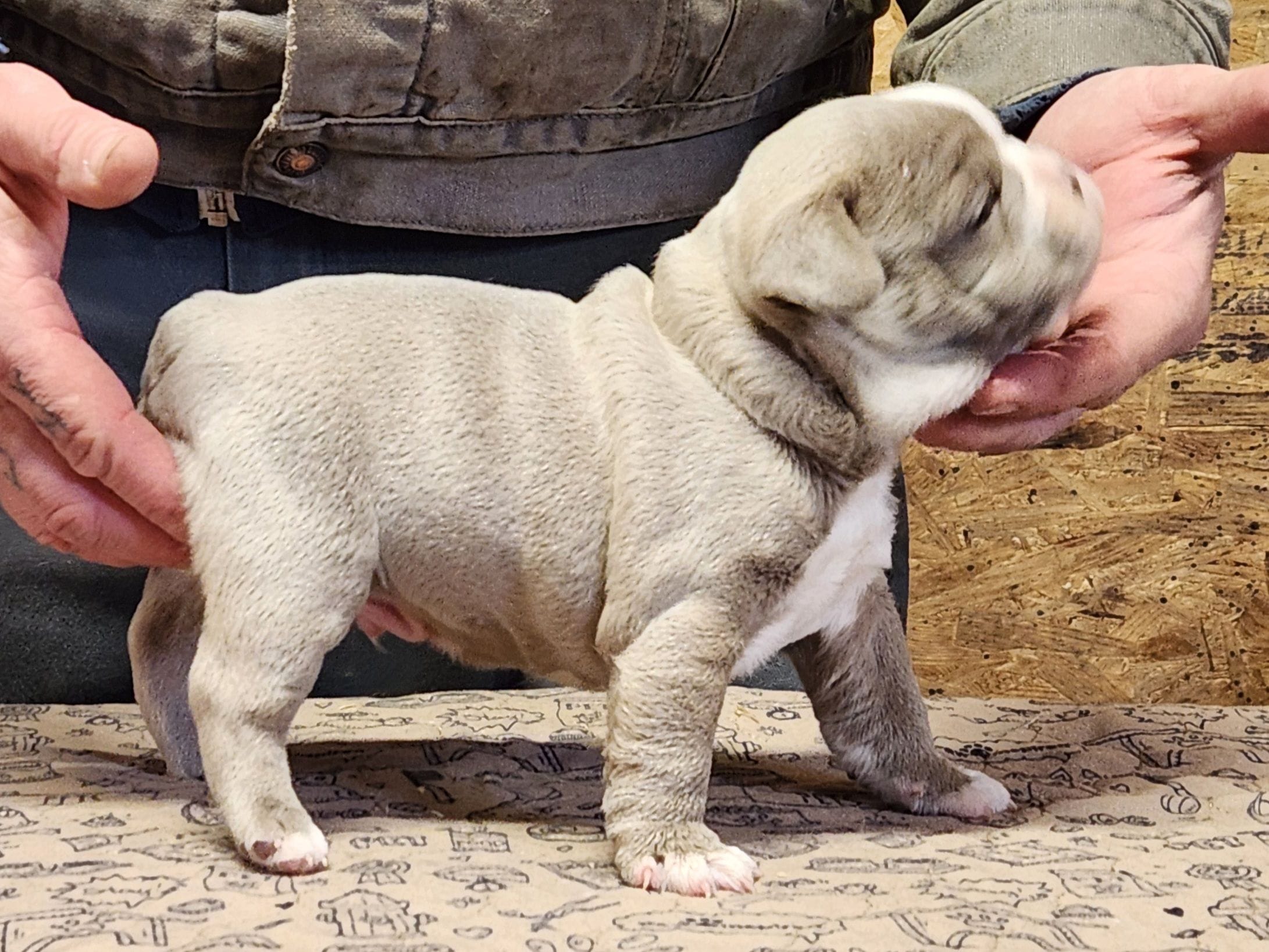 Chubby boy, a male Boston Terrier for sale in Jamesville, NC – Photo 3 of 4