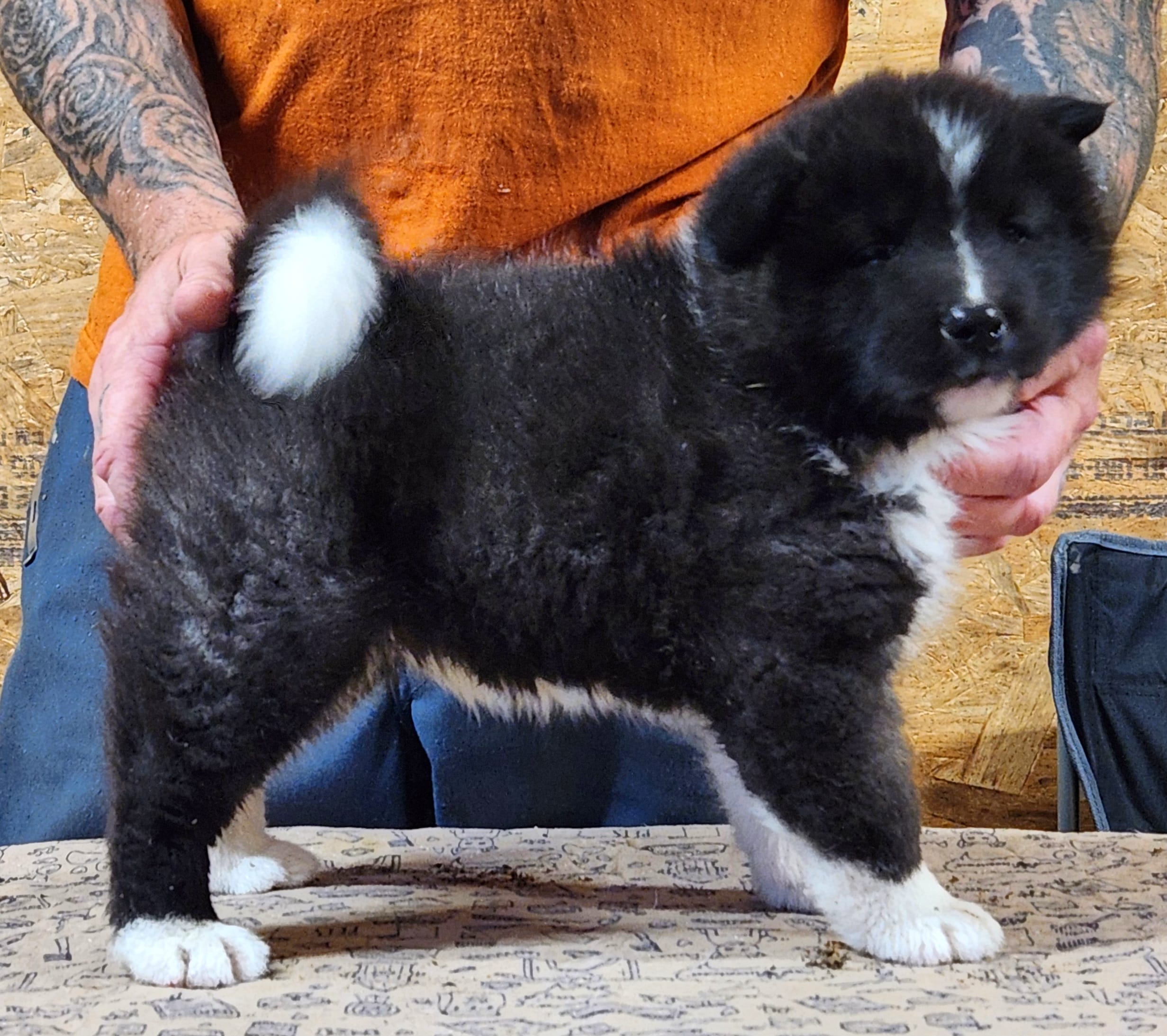 Big Black Girl "1" – Akita puppy for sale in Jamesville, NC