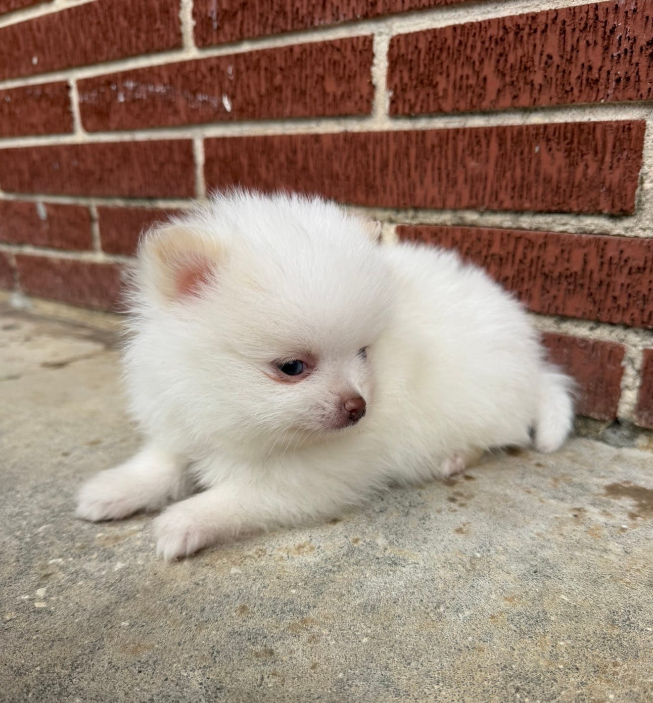 Winter ~Two blue eyes~ – Pomeranian puppy for sale in Winter Haven, FL