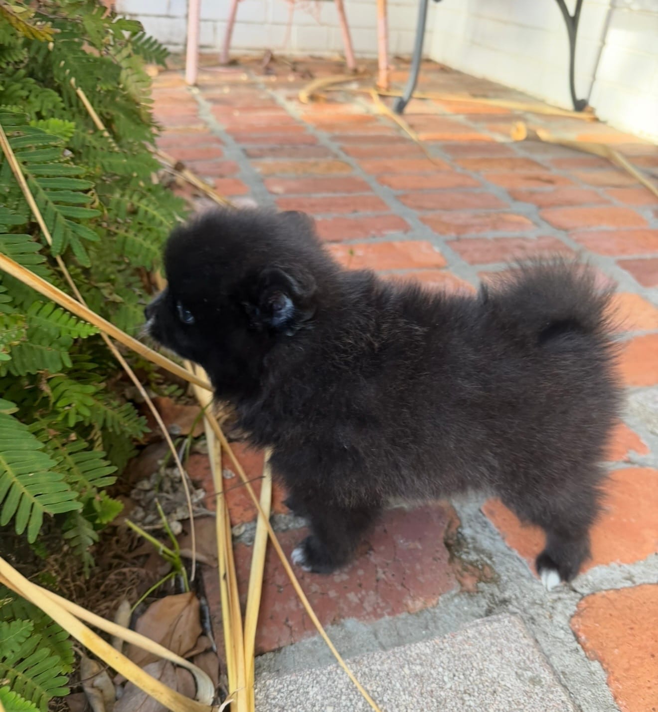 Bear  – Pomeranian puppy for sale in Winter Haven, FL
