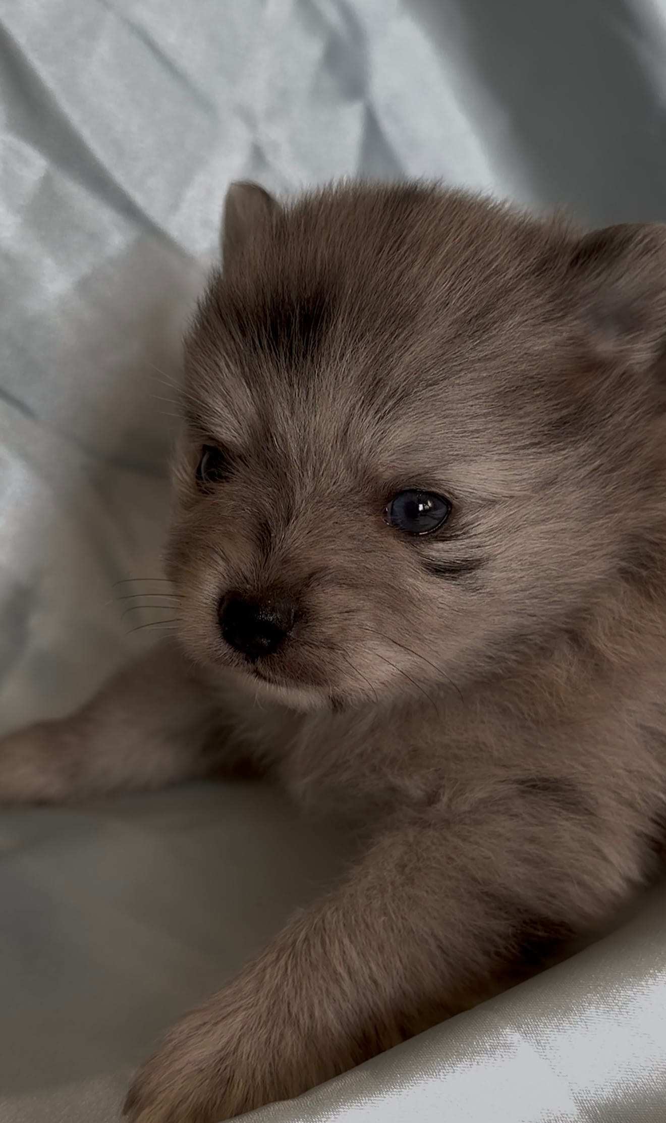 Fluffyton – Pomeranian puppy for sale in Winter Haven, FL