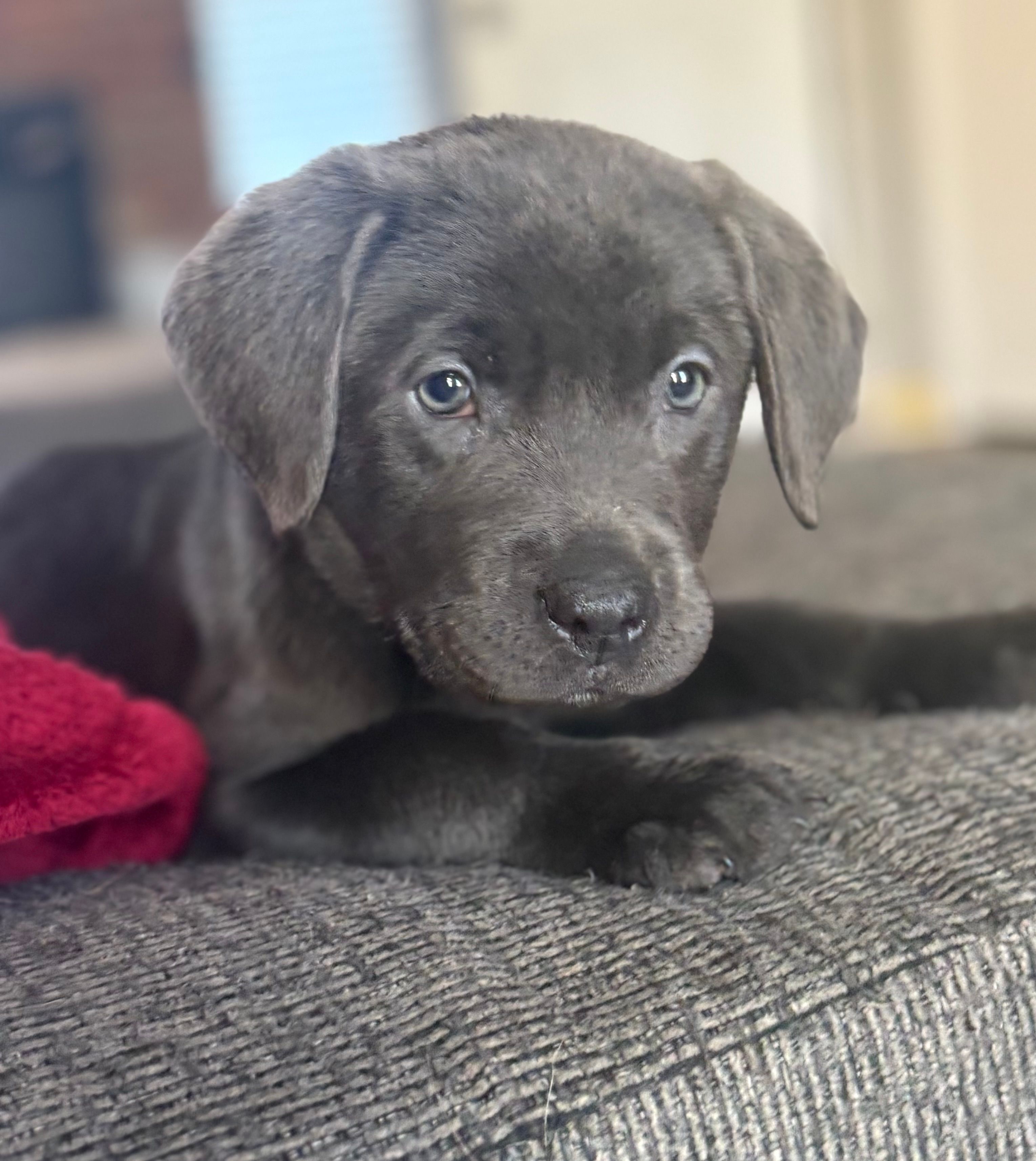 Silver Lab 