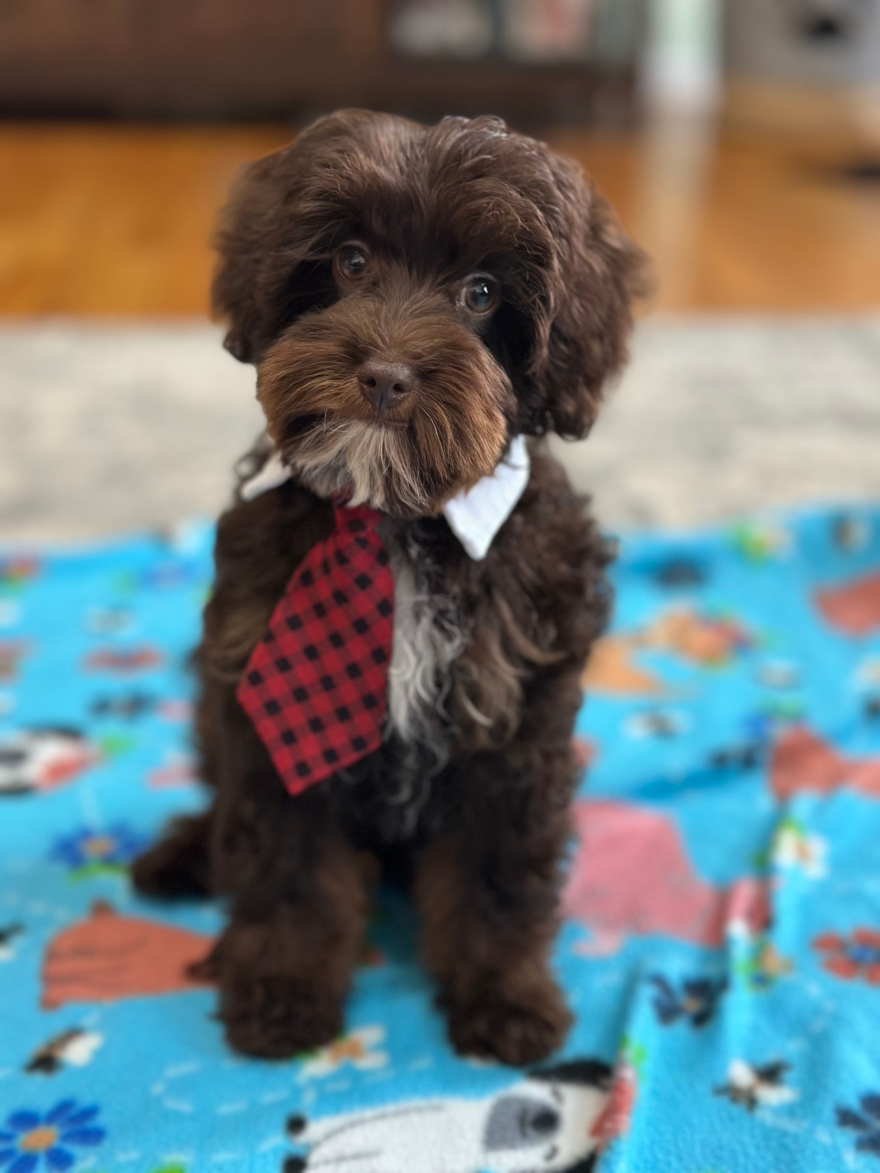 Rolo – Cavapoo puppy for sale in Missouri, MO