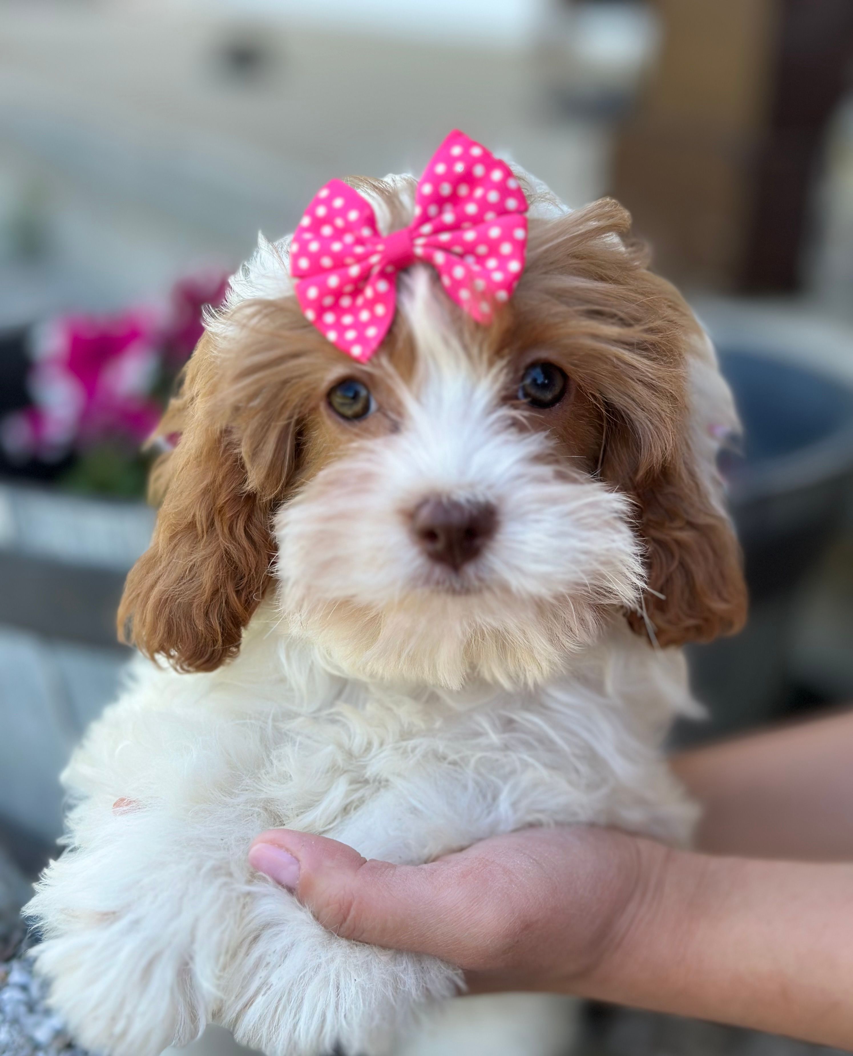 Riley – Cavapoo puppy for sale in Marshfield, MO