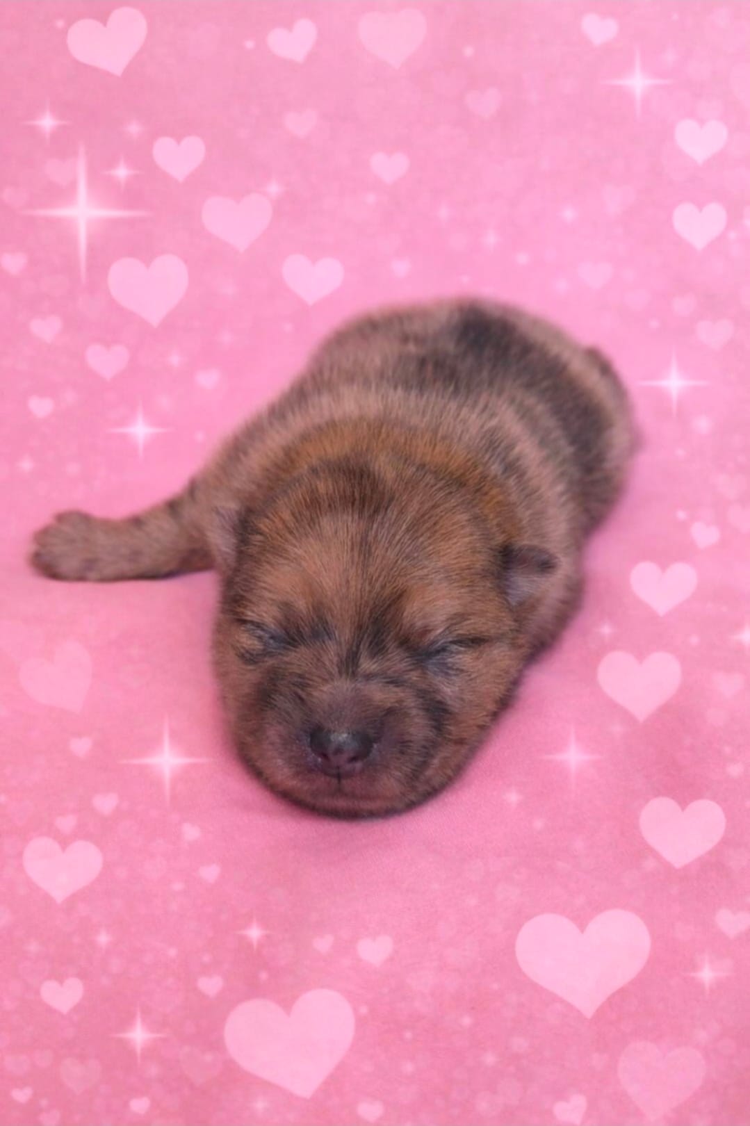 Athena  – Pomeranian puppy for sale in Miami, FL