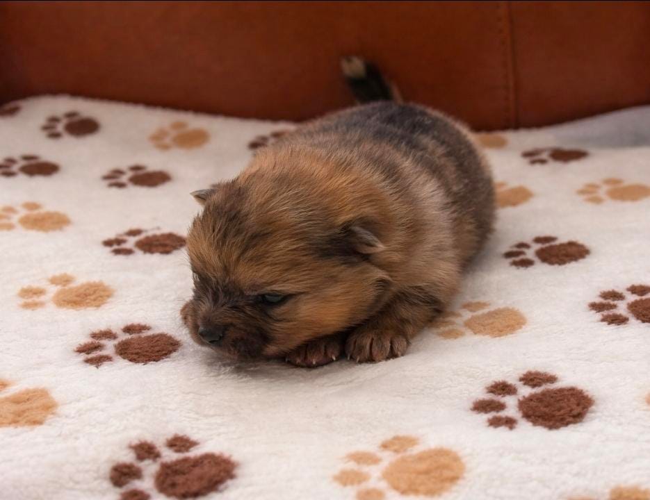 Athena  – Pomeranian puppy for sale in Miami, FL