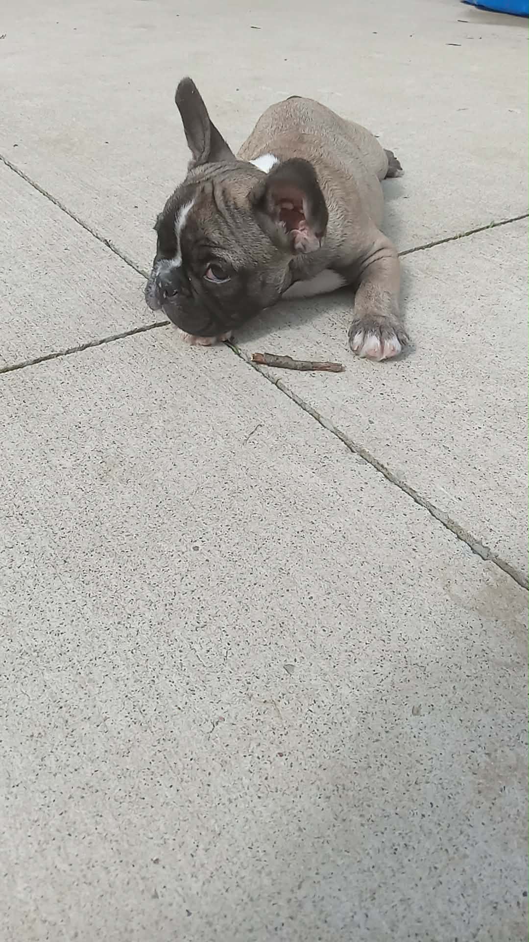 Spud – French Bulldog puppy for sale in Girard, OH