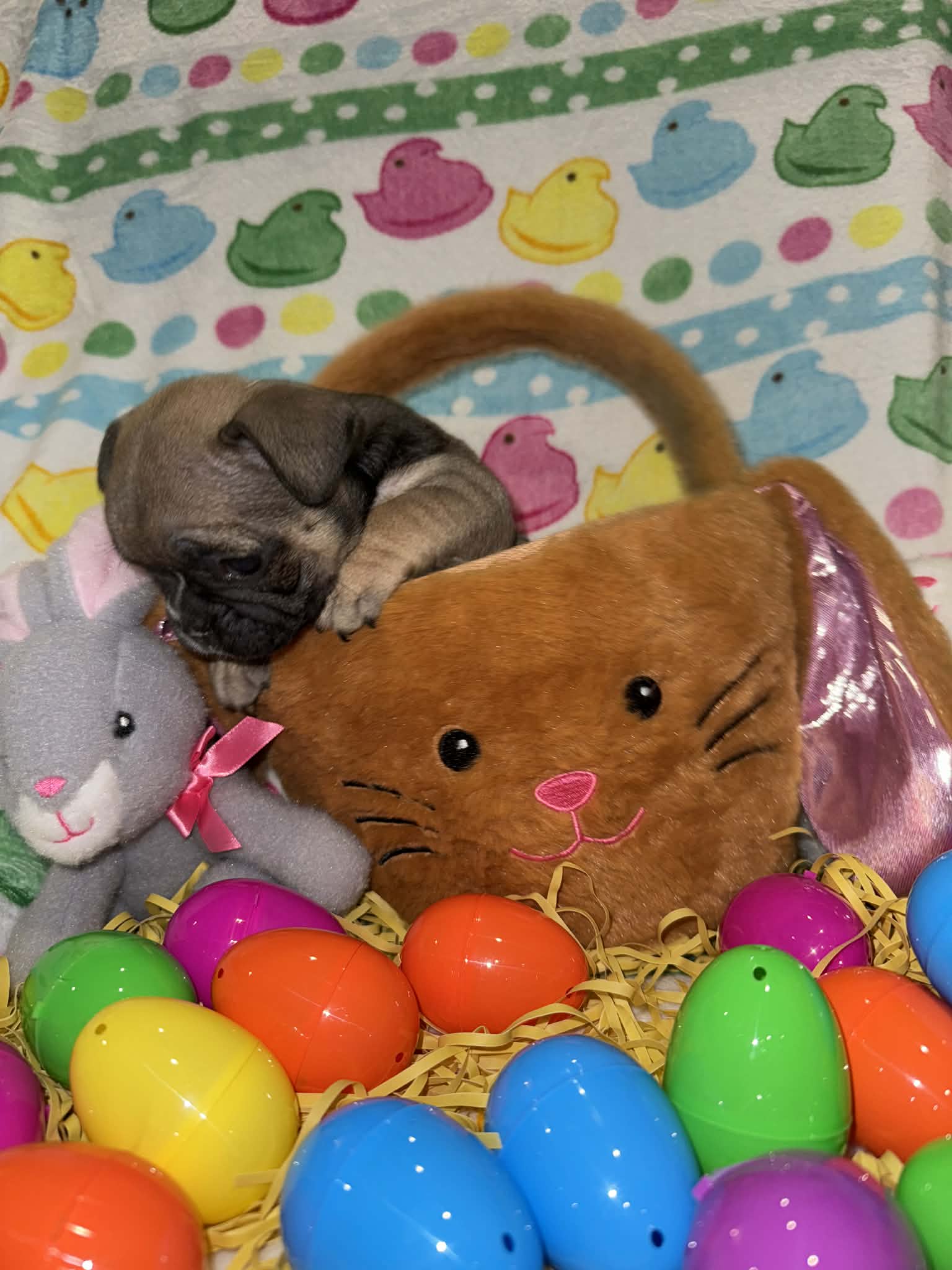 Jojo – French Bulldog puppy for sale in Girard, OH