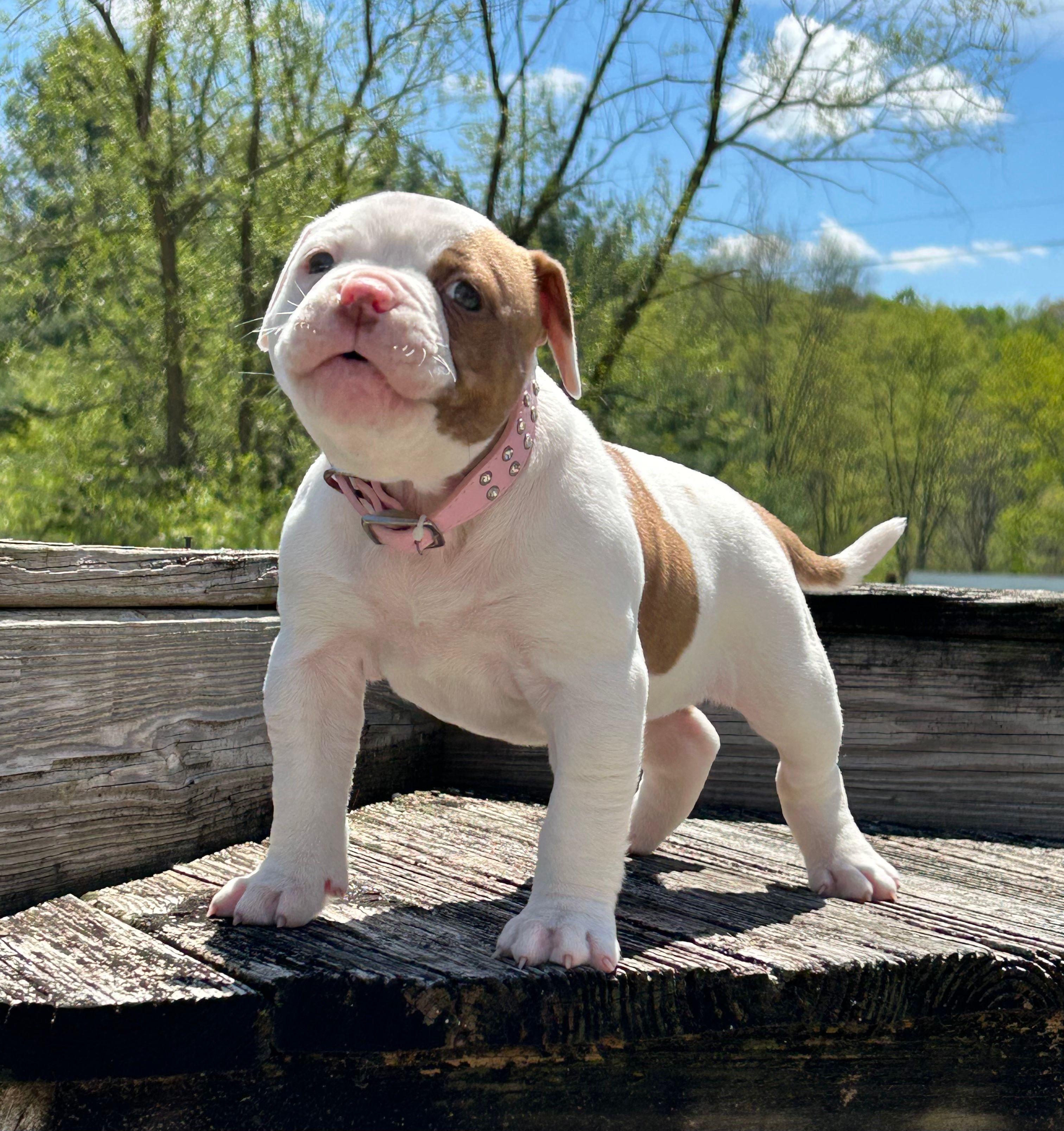 Bella – American Bulldog puppy for sale in Zanesville, OH