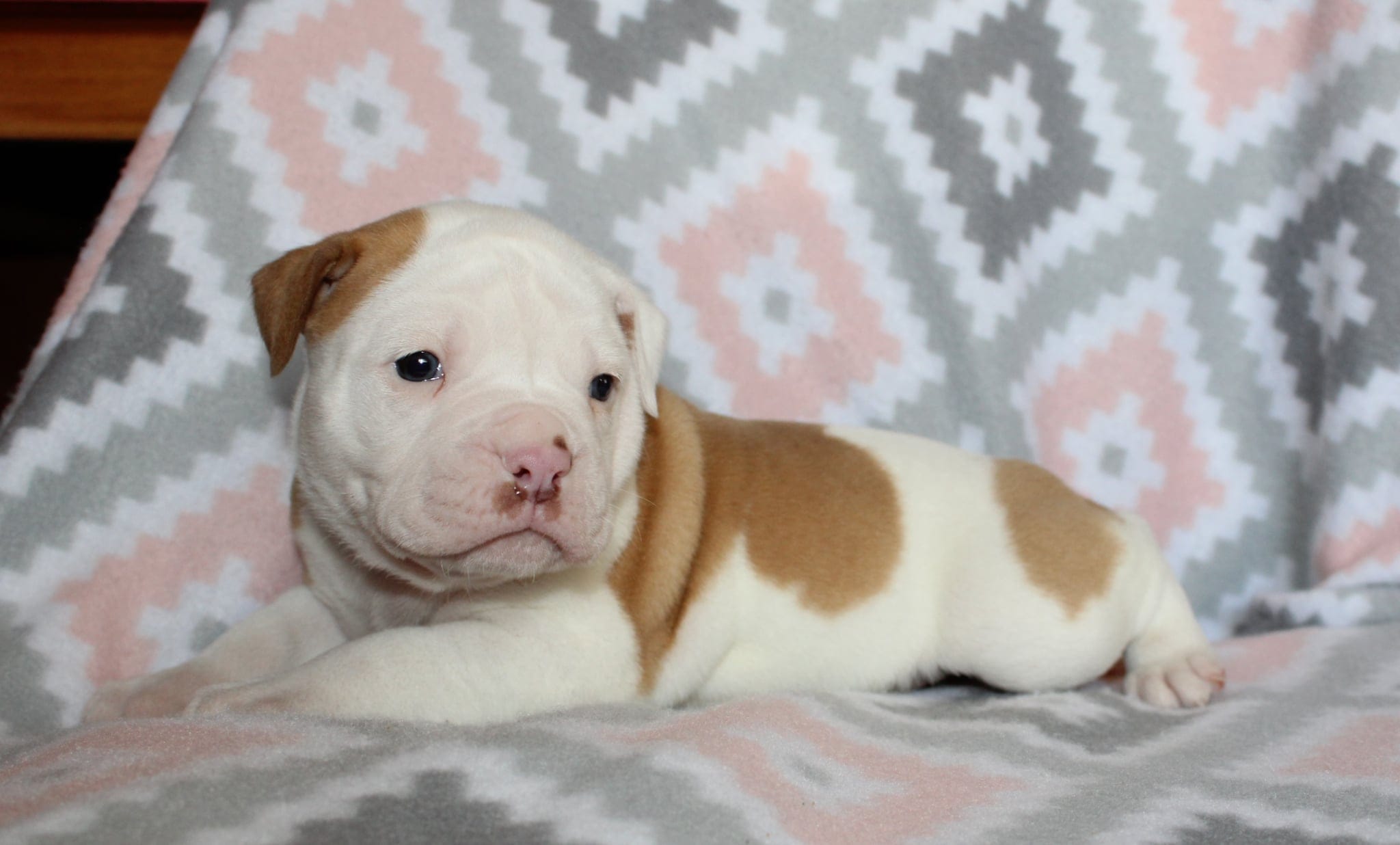 Mack – American Bulldog puppy for sale in Zanesville, OH
