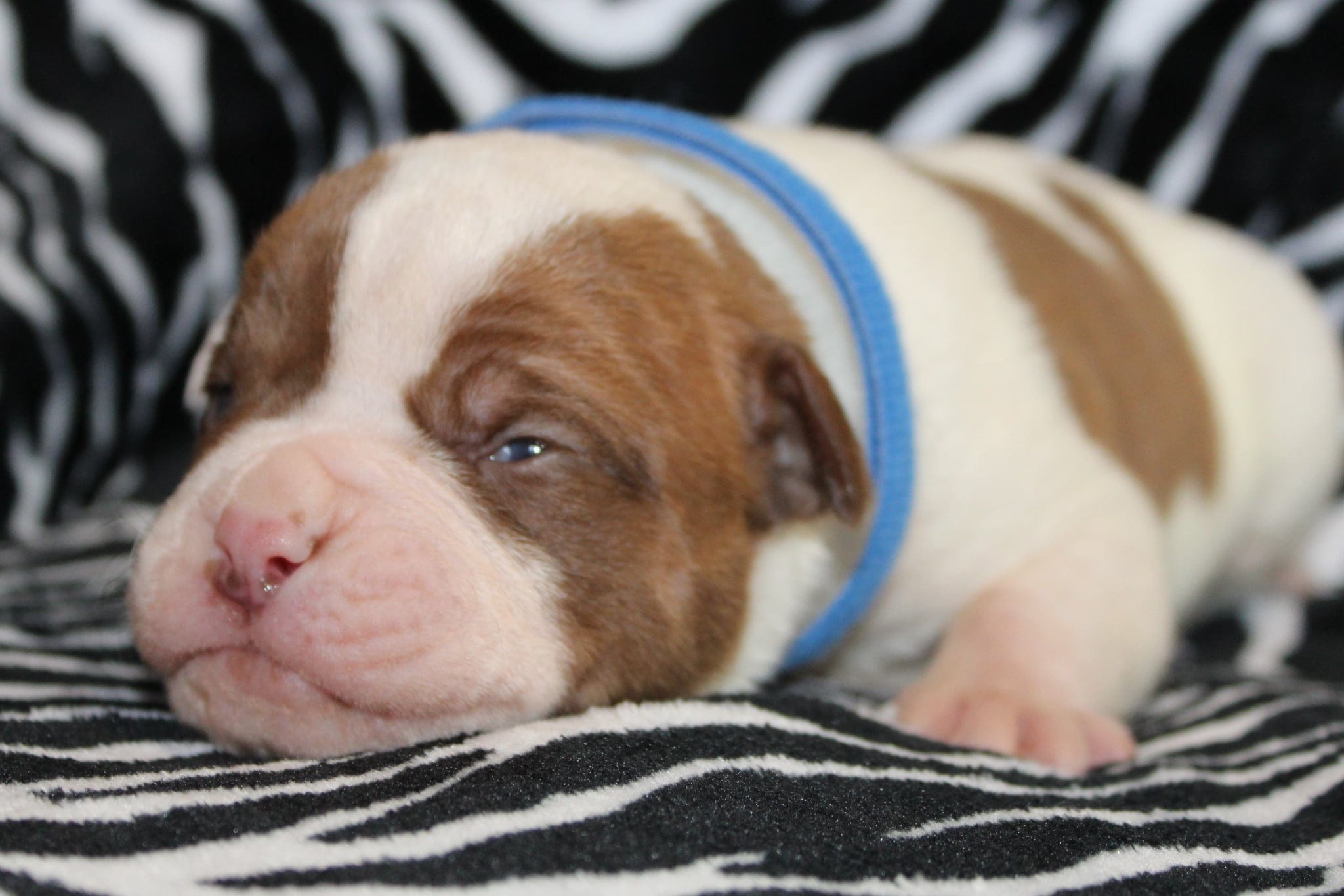 Remi – American Bulldog puppy for sale in Zanesville, OH