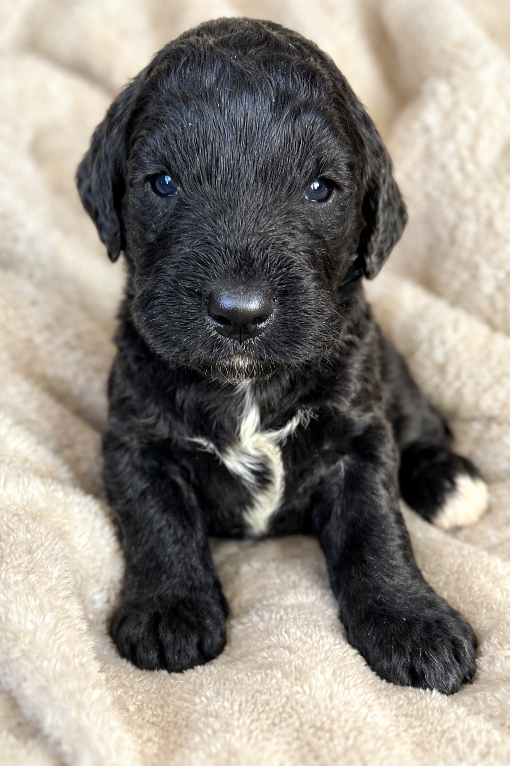 Milo – Goldendoodle puppy for sale in Fishers, IN