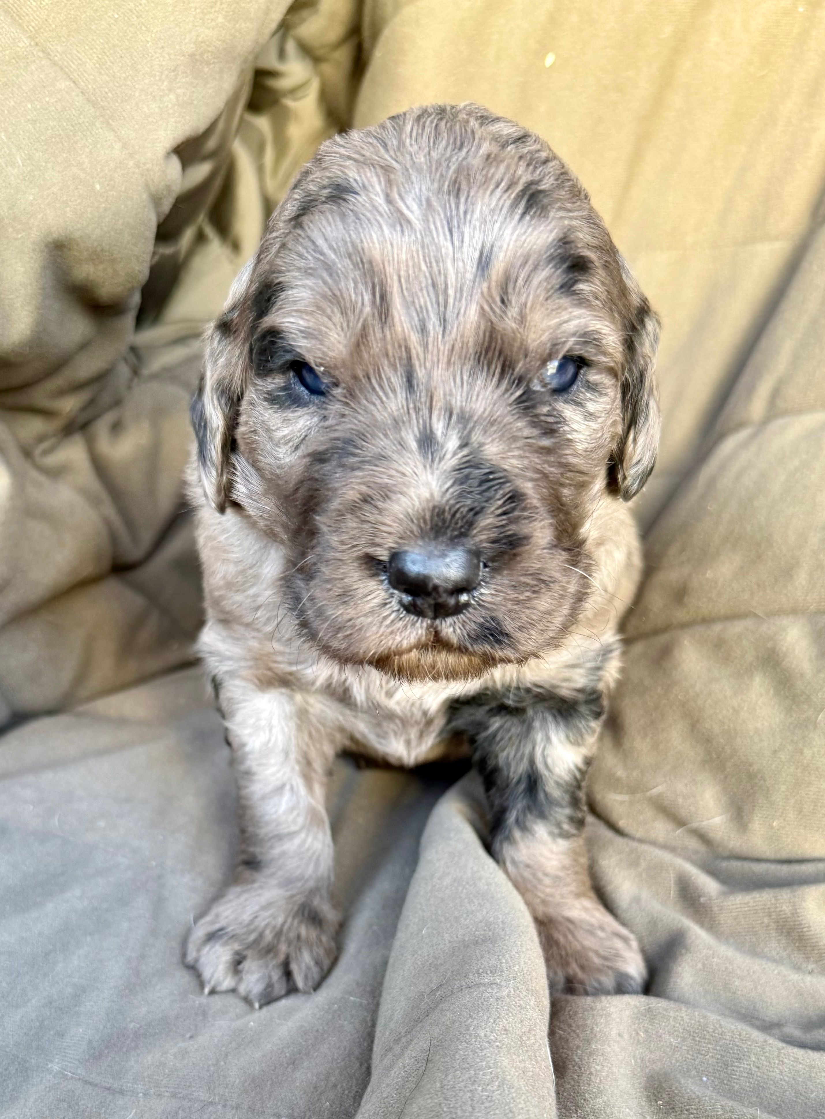 Maverick  – Goldendoodle puppy for sale in Fishers, IN