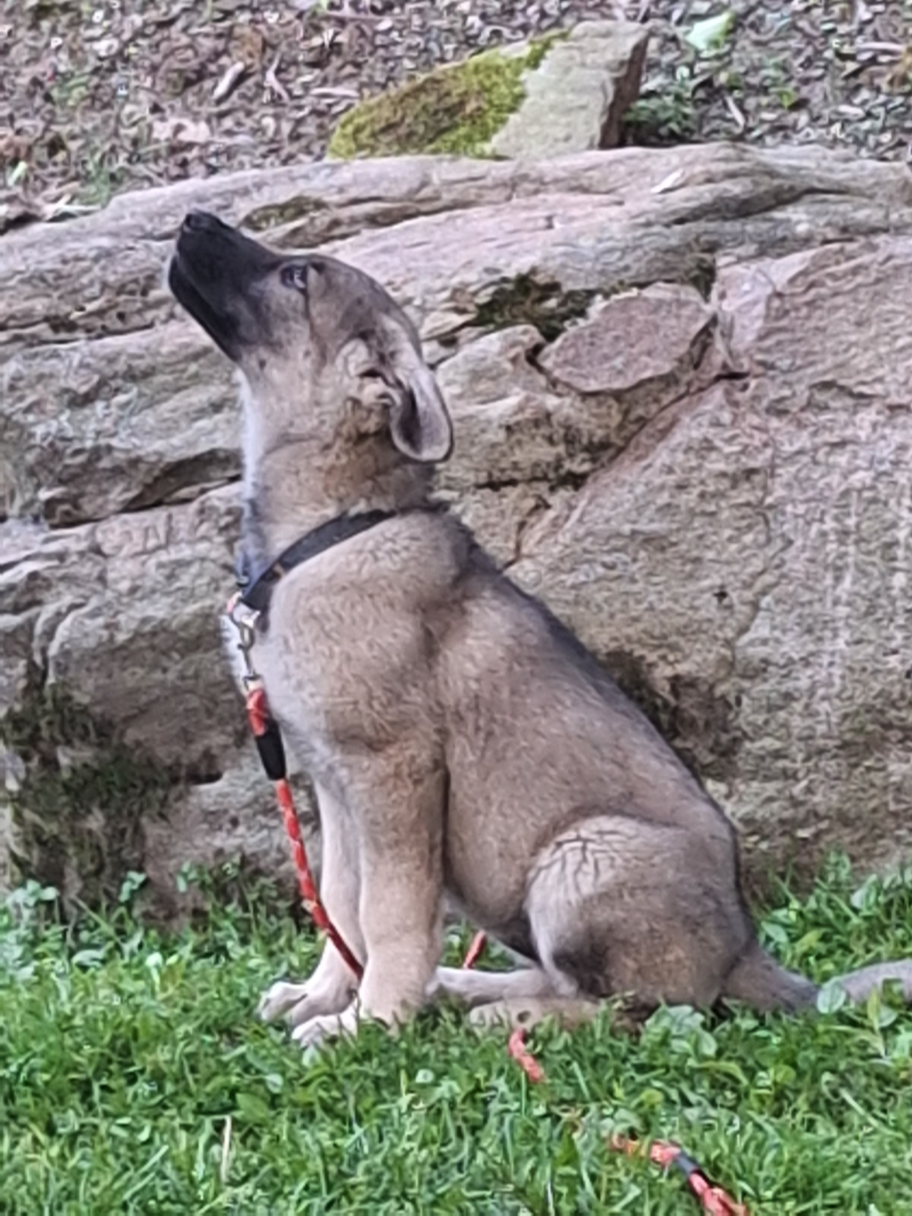 ZENA – German Shepherd Dog puppy for sale in Pittsburgh, PA