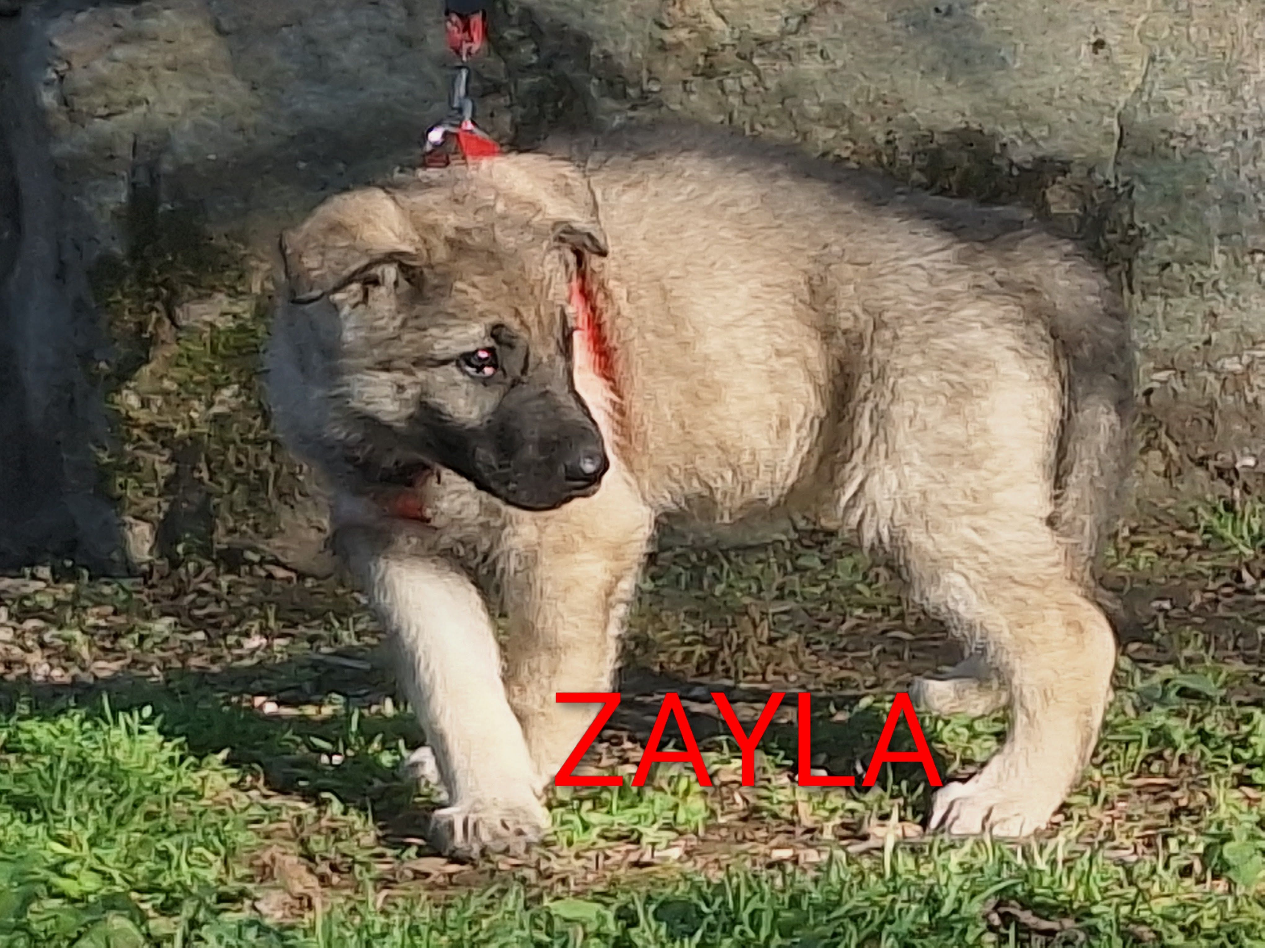 ZAYLA – German Shepherd Dog puppy for sale in Pittsburgh, PA