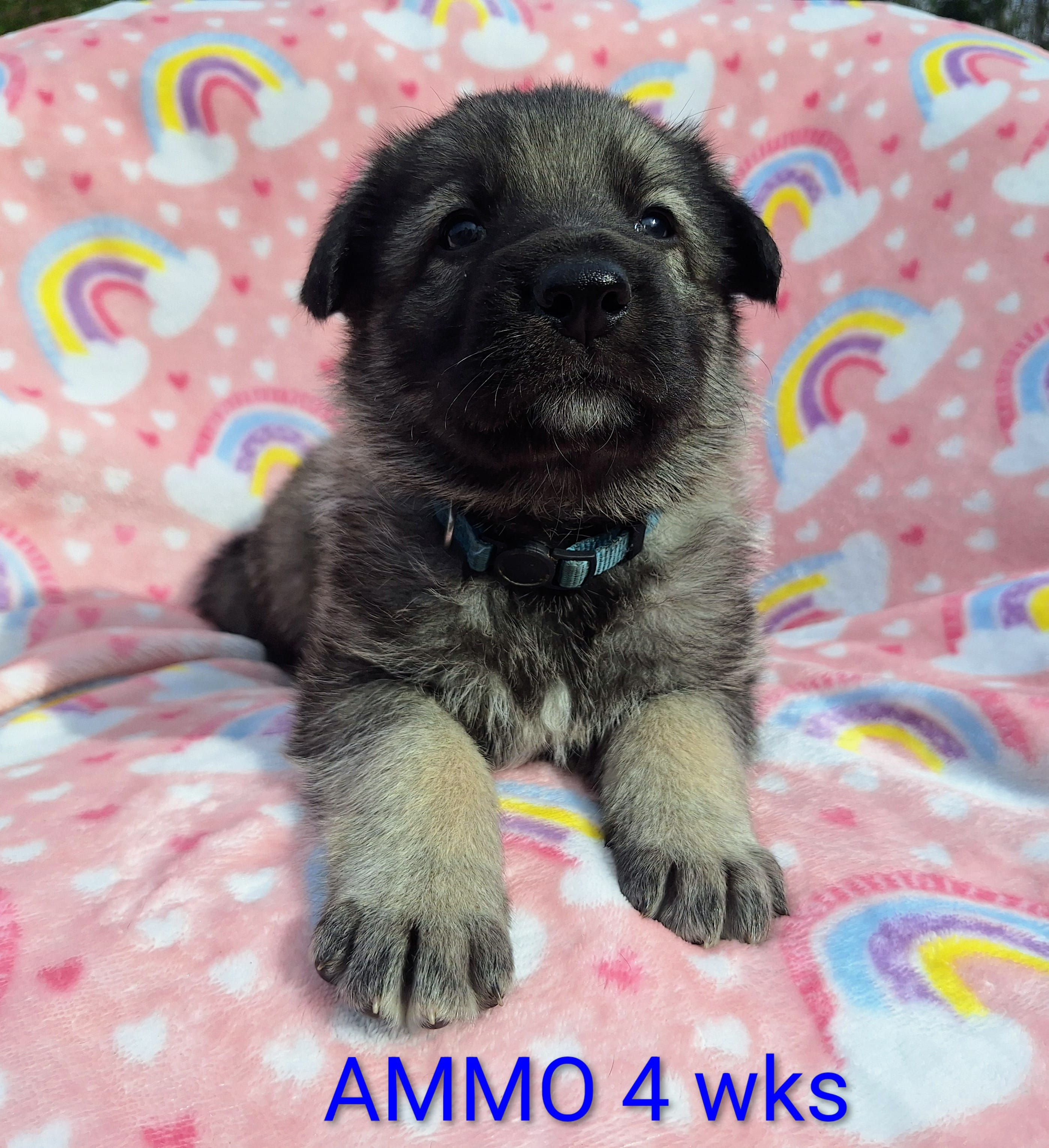 AMMO  – German Shepherd Dog puppy for sale in Pittsburgh, PA