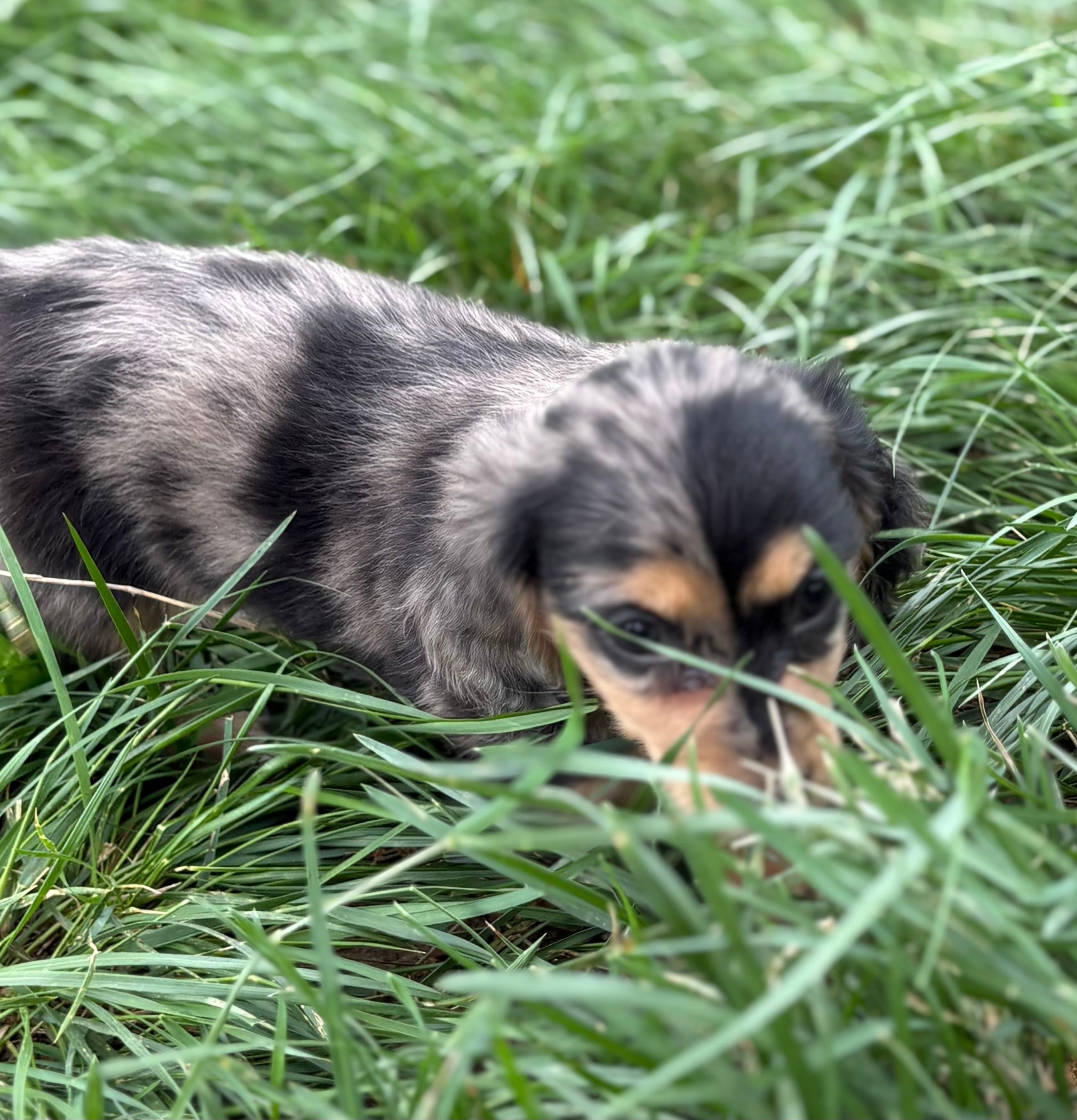 Splity – Miniature Dachshund puppy for sale in Weatherford, TX