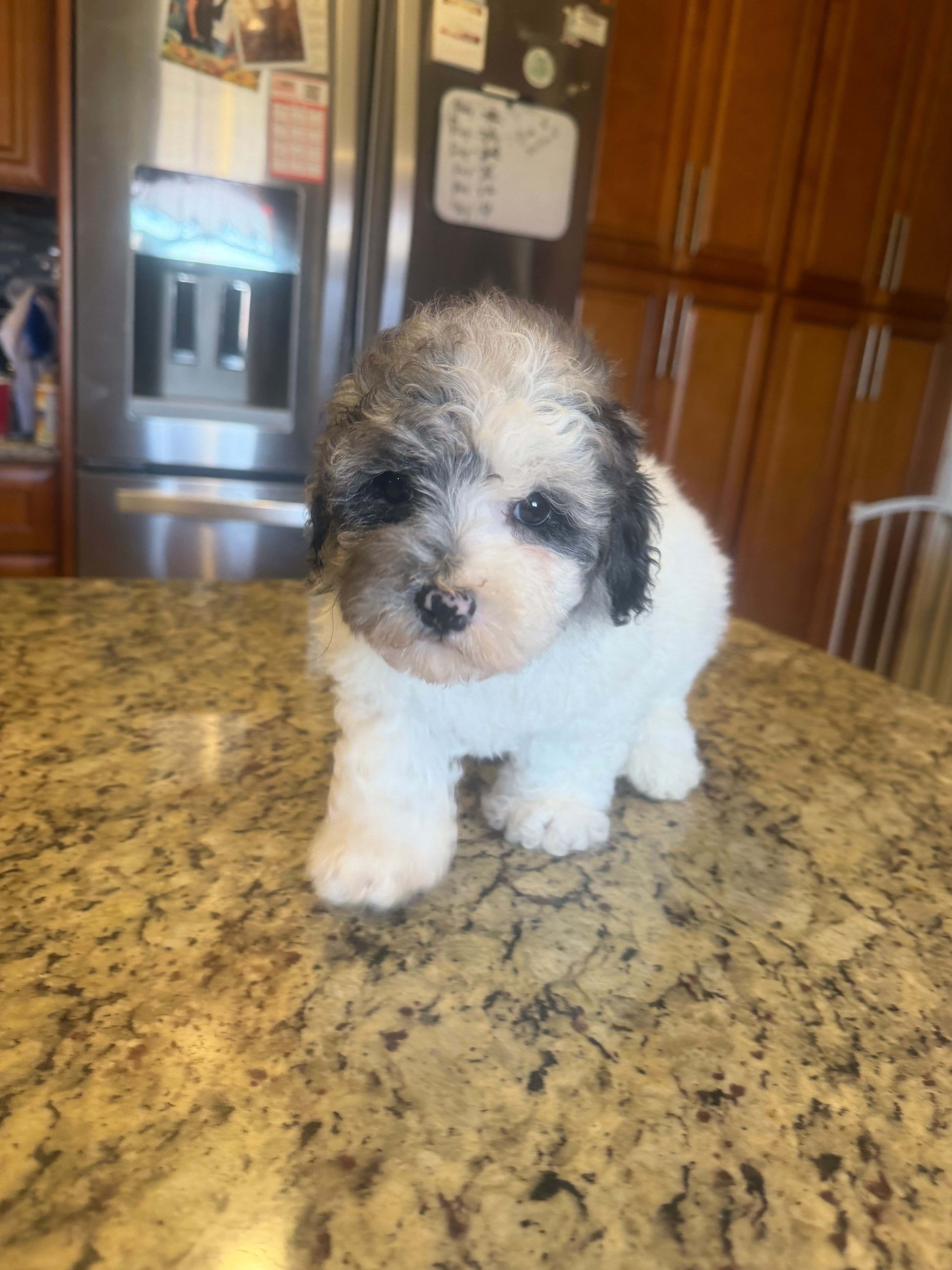 Oreo  – Poodle - Toy  puppy for sale in Orlando, FL