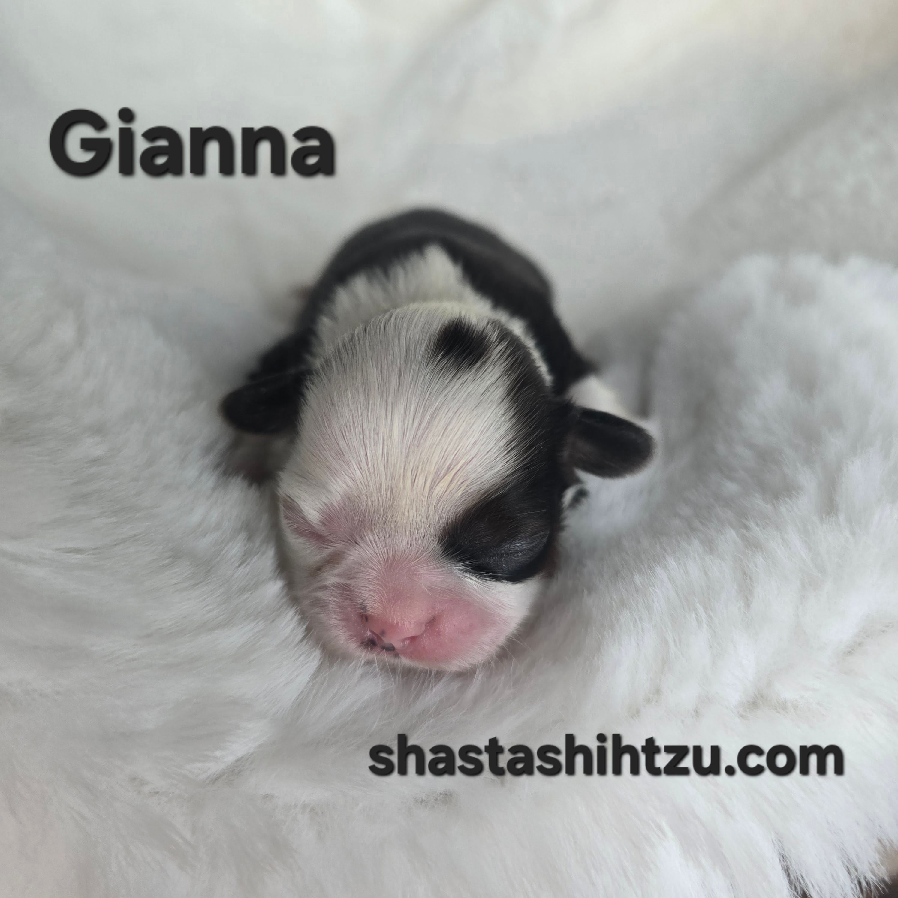 Giana – Shih Tzu puppy for sale in Redding, CA