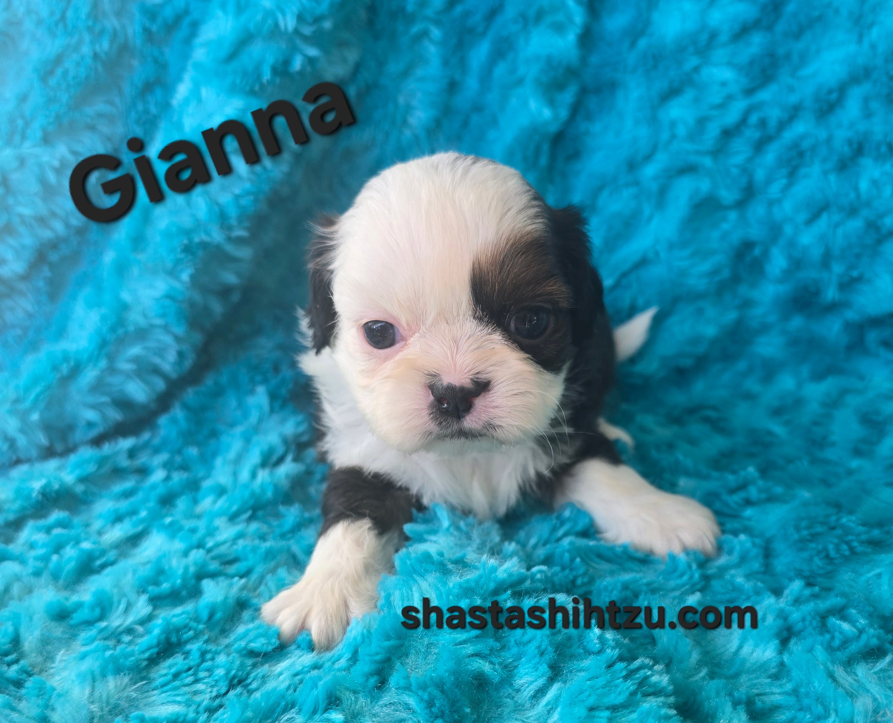 Giana – Shih Tzu puppy for sale in Redding, CA
