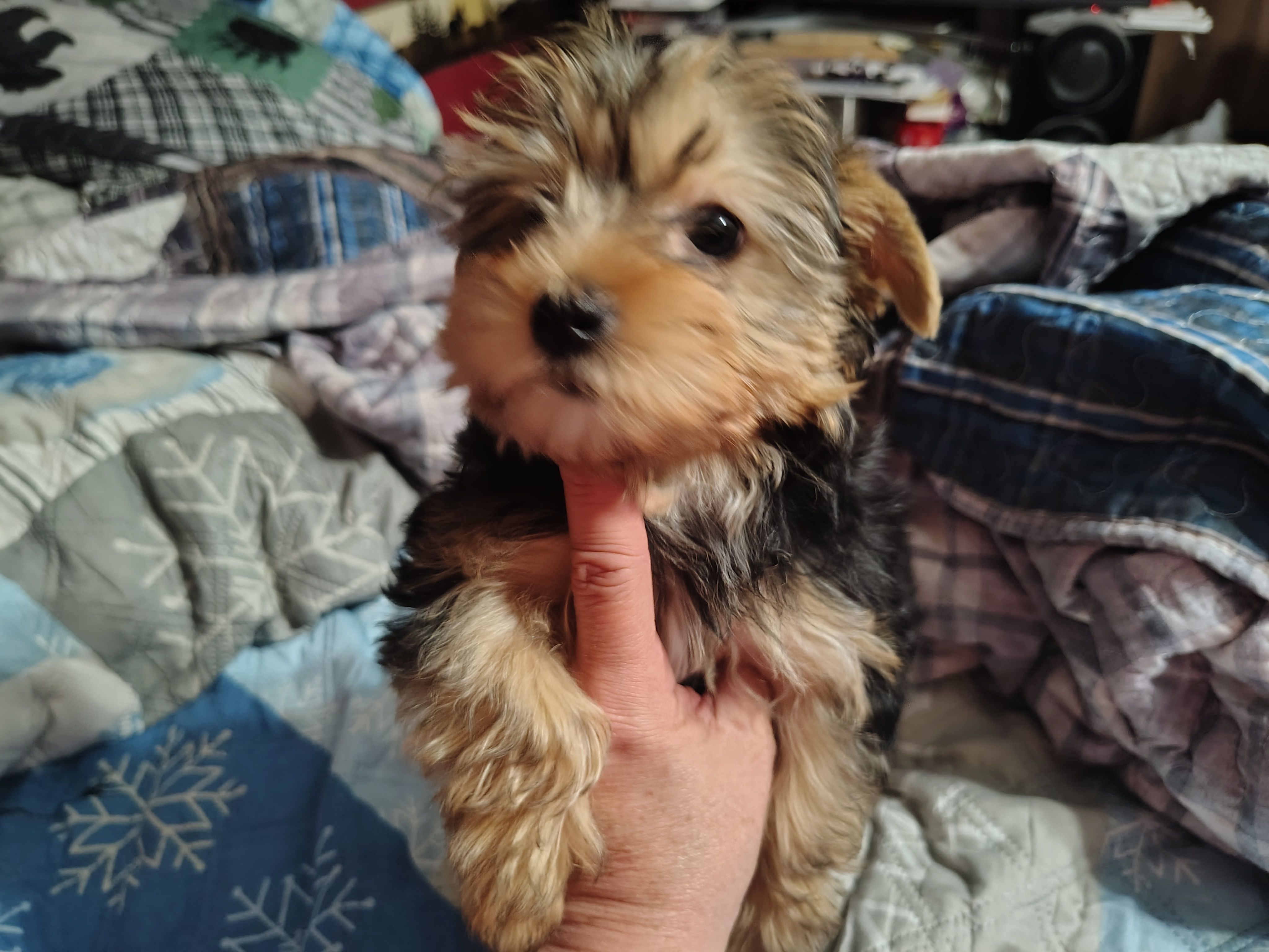 Poo Bear  – Yorkshire Terrier puppy for sale in Lincolnton, NC
