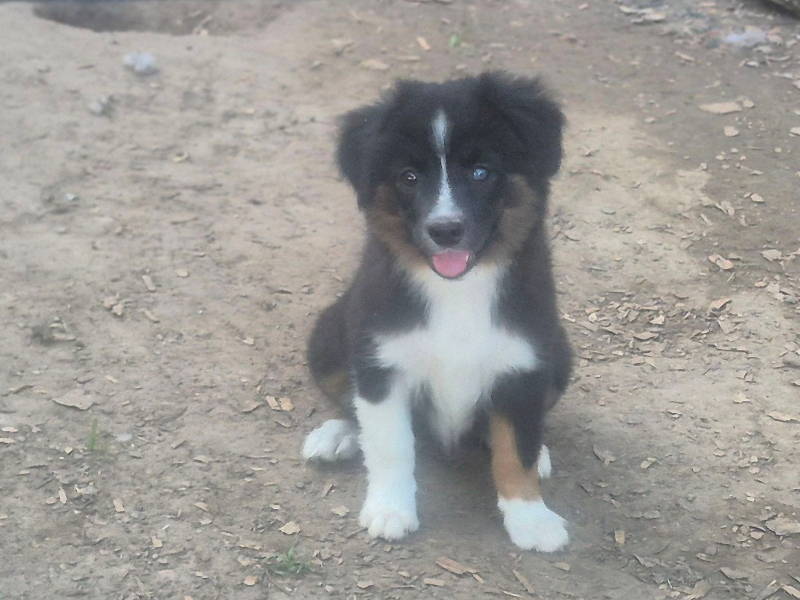 Snickers – Toy Australian Shepherd puppy for sale in Alba, TX