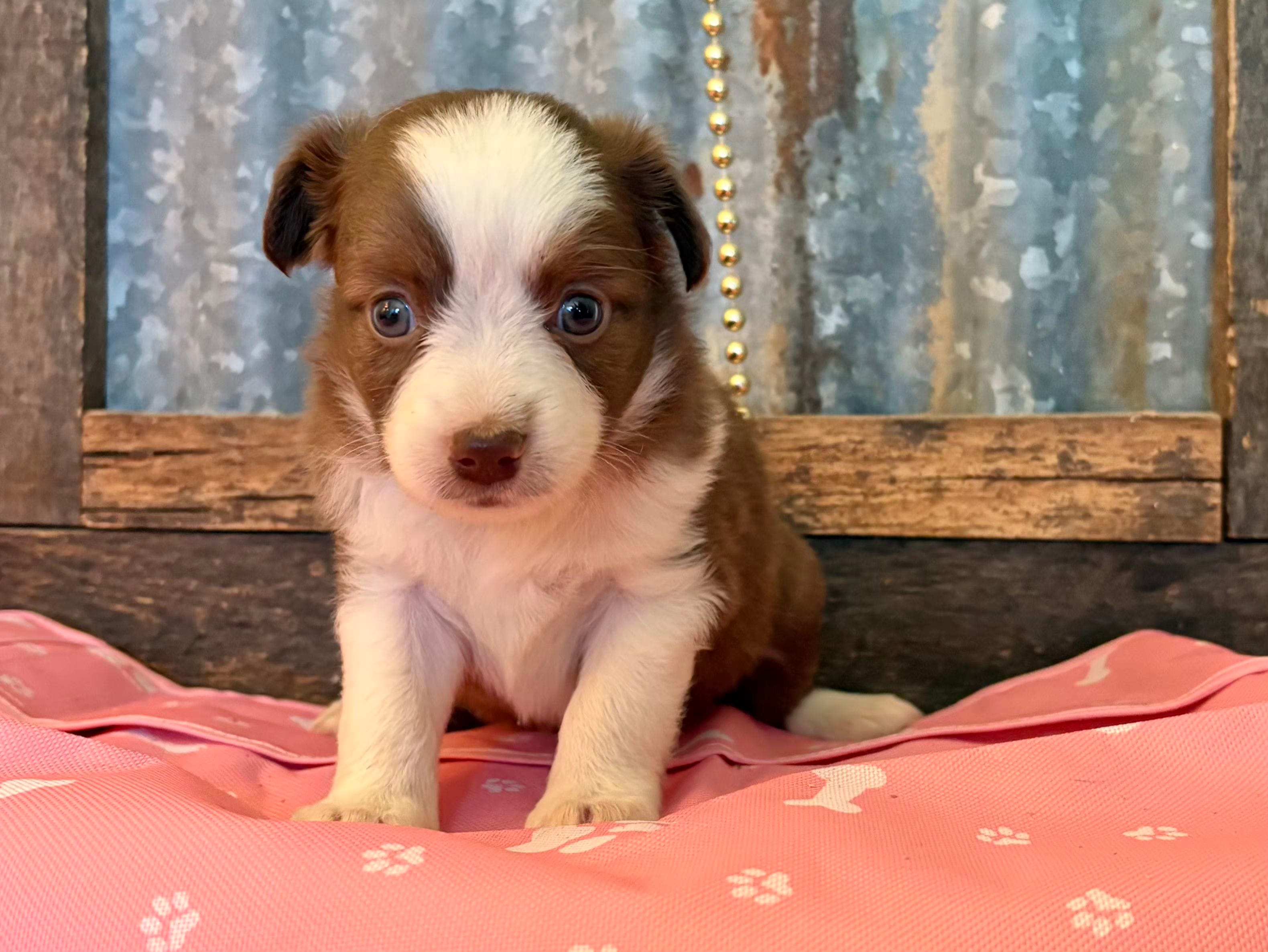 Butterfinger – Toy Australian Shepherd puppy for sale in Alba, TX