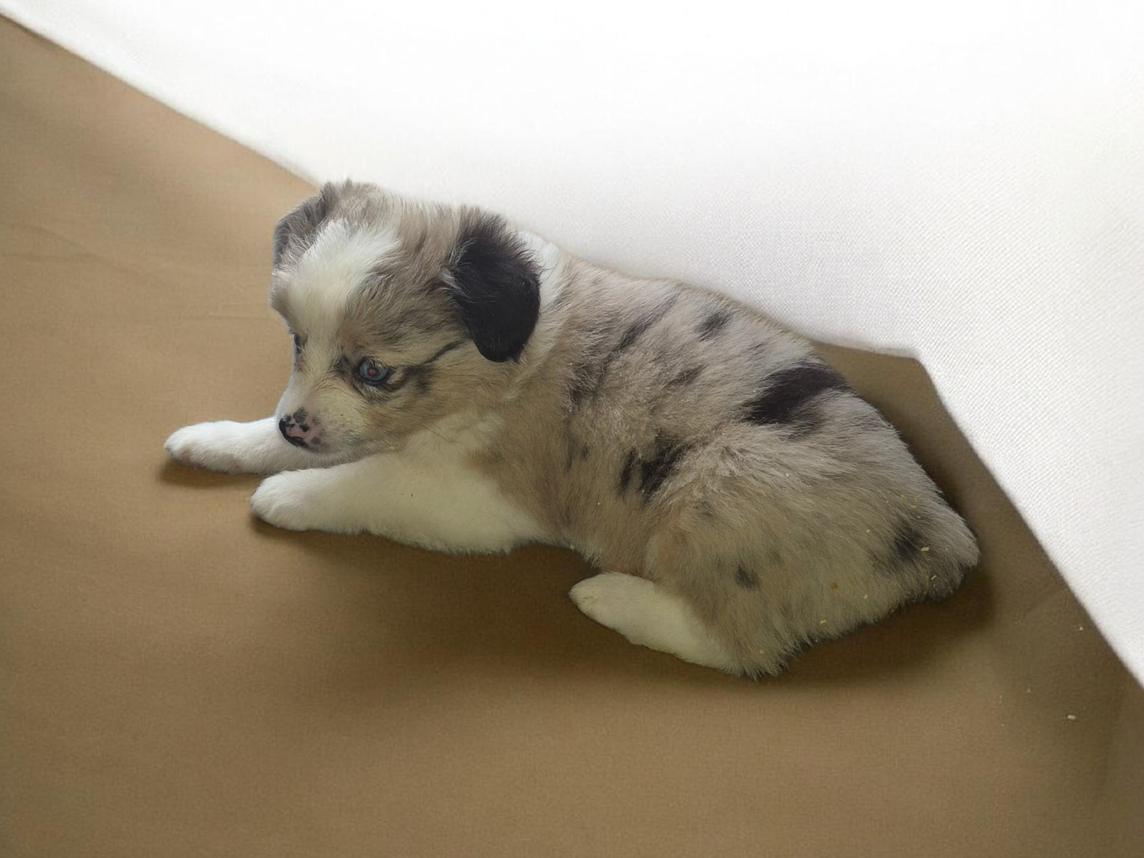 Milky way – Australian Shepherd puppy for sale in Alba, TX