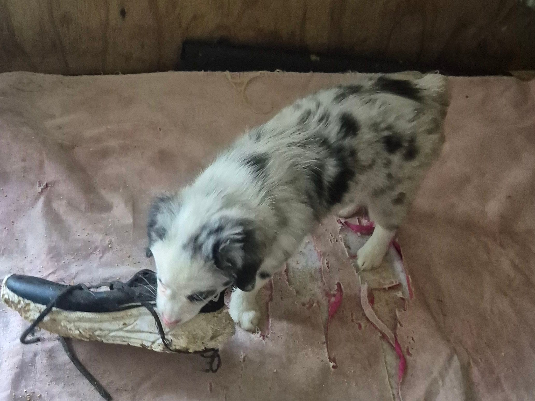 Almond joy – Toy Australian Shepherd puppy for sale in Alba, TX