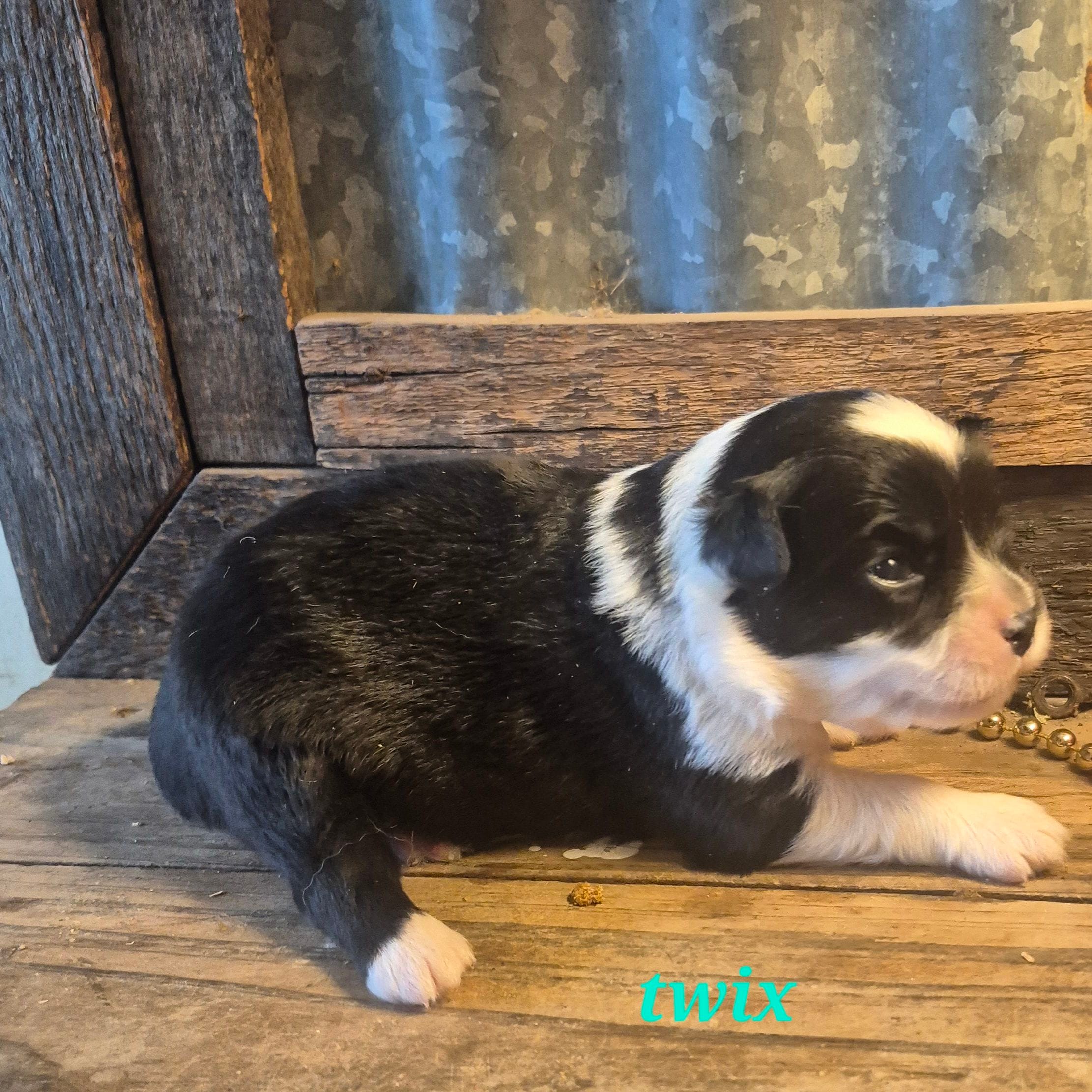 Twix – Toy Australian Shepherd puppy for sale in Alba, TX