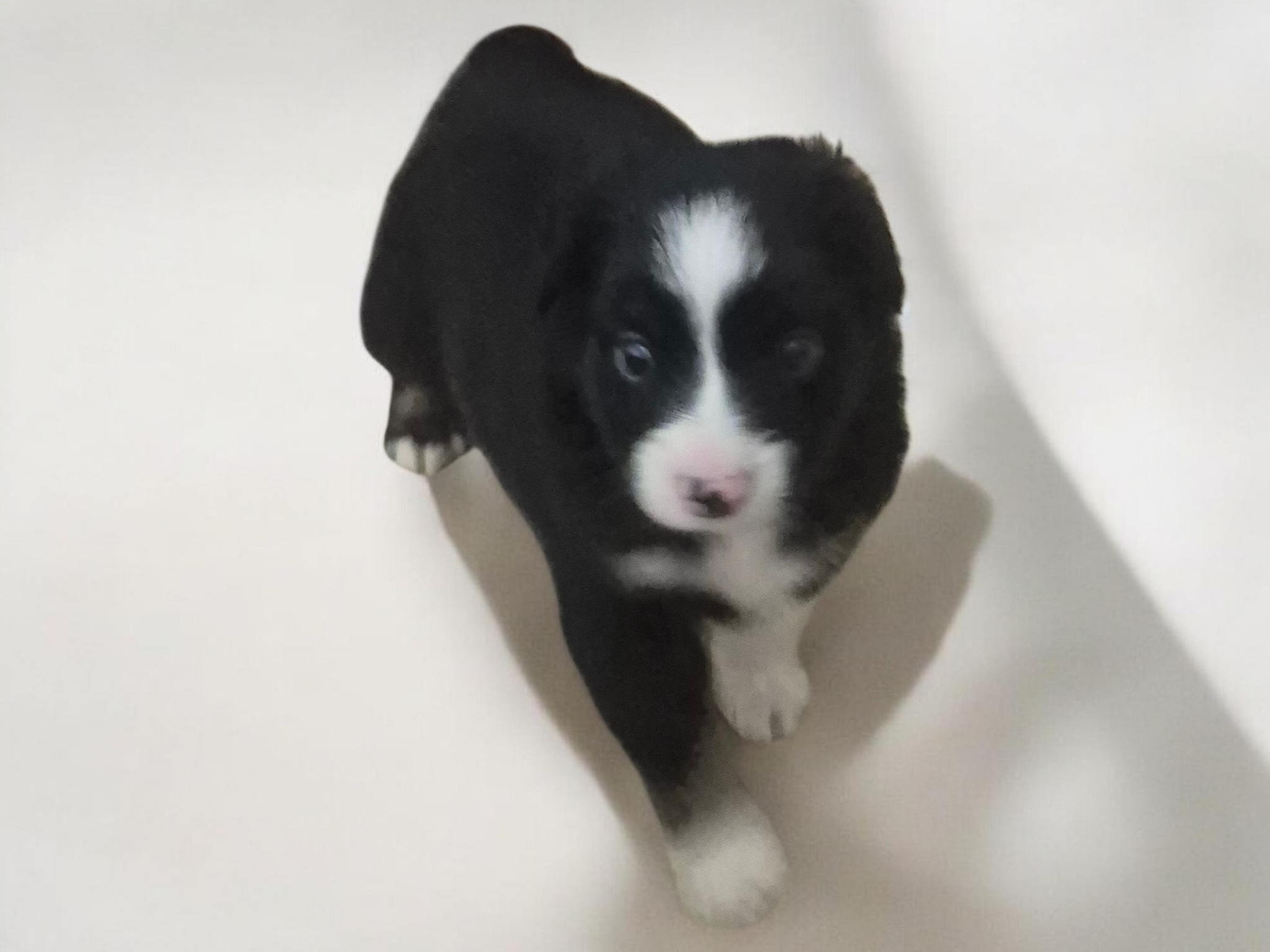 Payday, a male Miniature Australian Shepherd for sale in Alba, TX – Photo 2 of 3