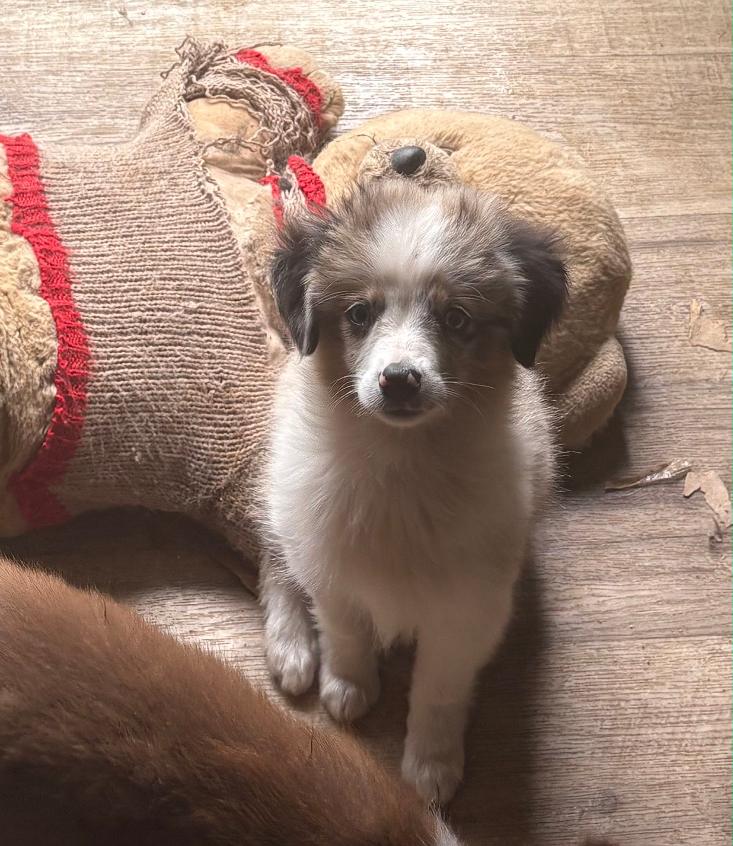 Milky way – Toy Australian Shepherd puppy for sale in Alba, TX