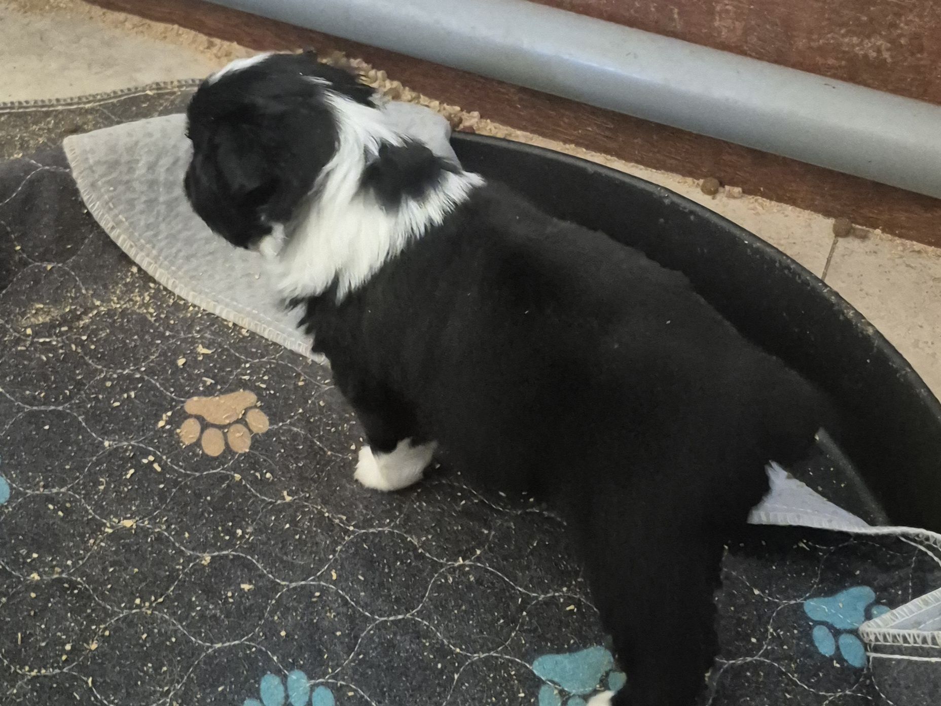 Twix, a male Toy Australian Shepherd for sale in Alba, TX – Photo 3 of 3