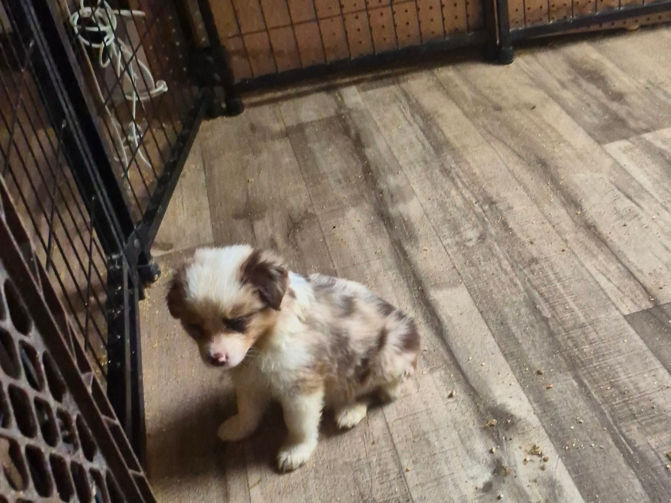 Zero – Toy Australian Shepherd puppy for sale in Alba, TX