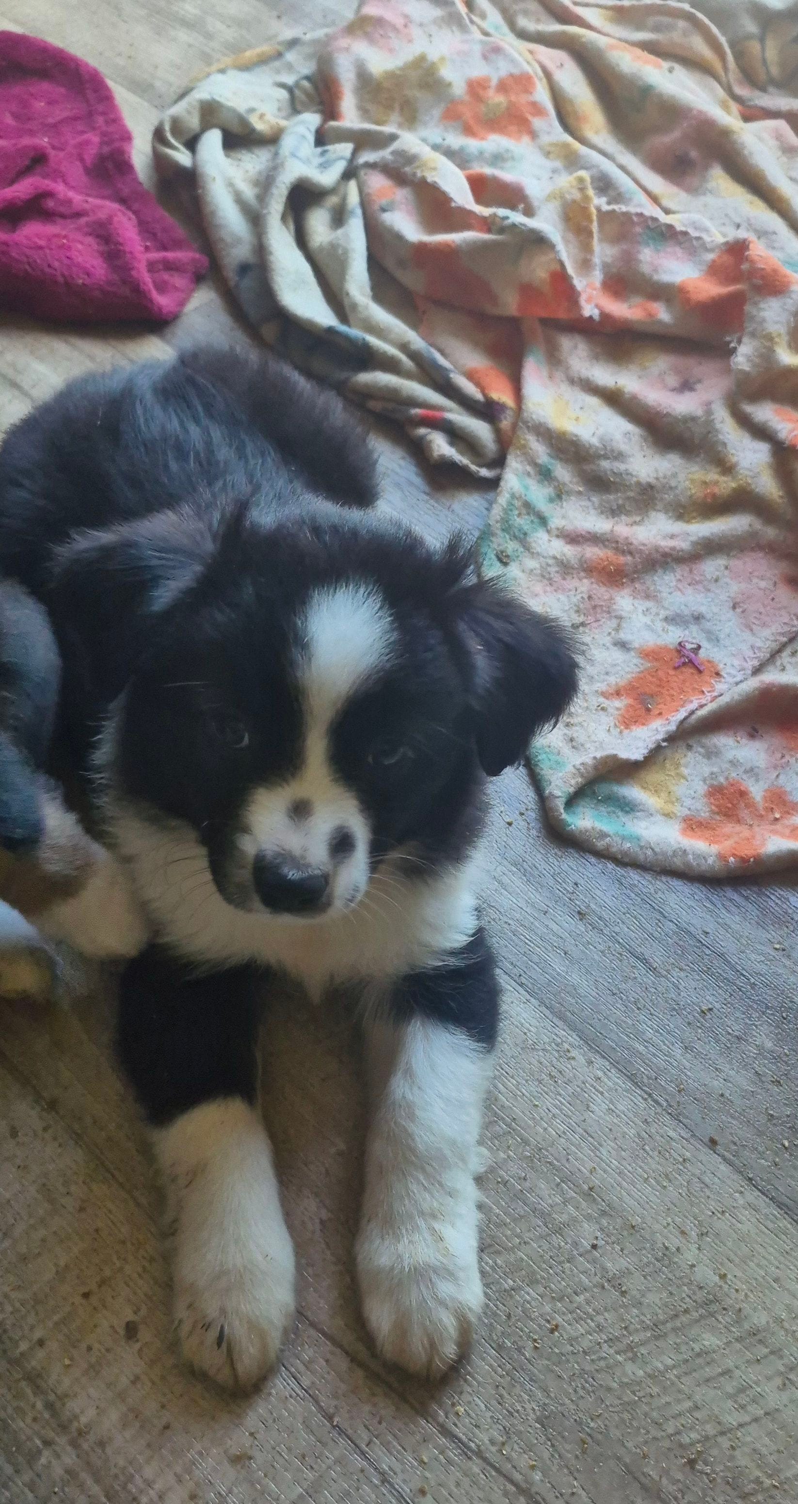 Mounds – Toy Australian Shepherd puppy for sale in Alba, TX