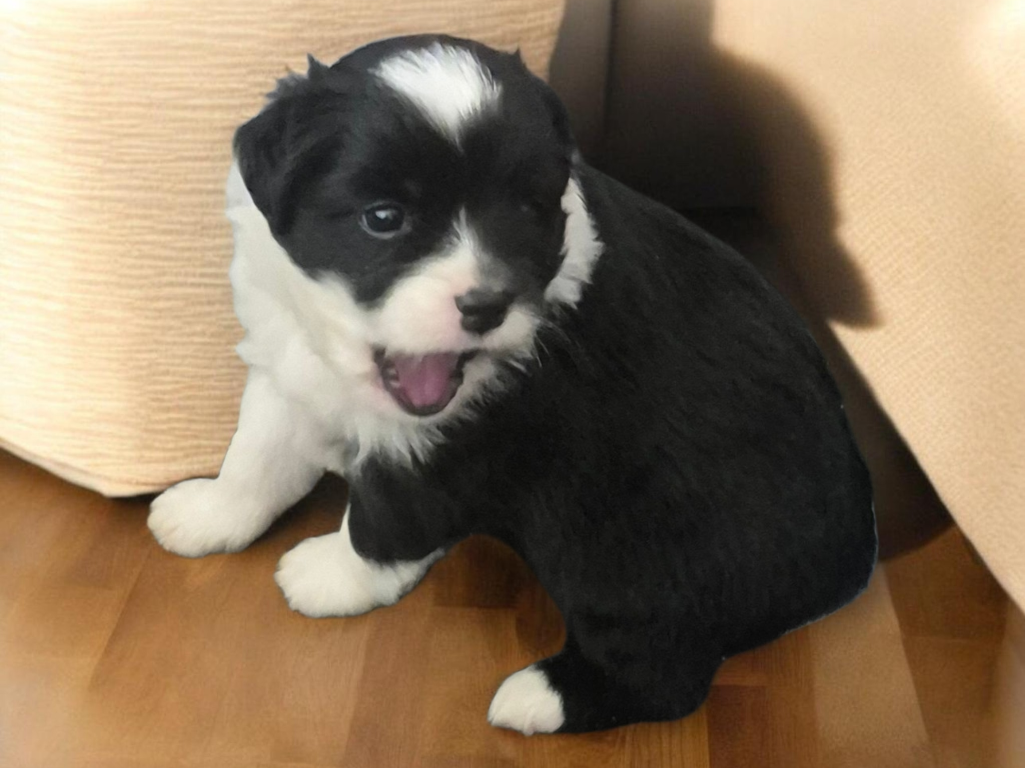 Twix, a male Toy Australian Shepherd for sale in Alba, TX – Photo 2 of 3