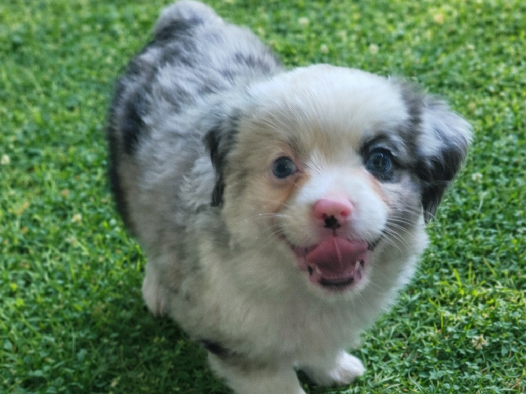 Almond joy – Australian Shepherd puppy for sale in Alba, TX