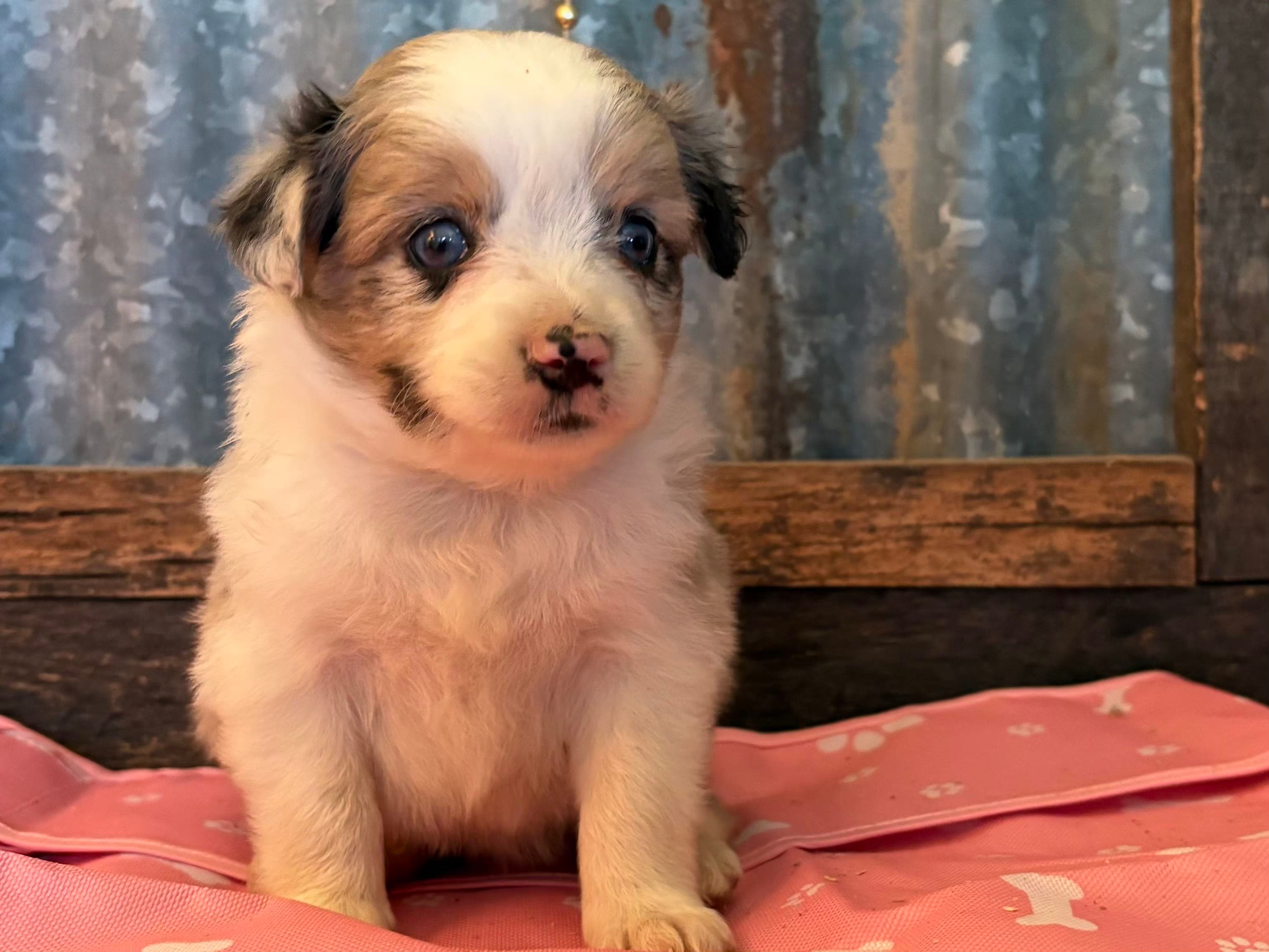 Zero – Toy Australian Shepherd puppy for sale in Alba, TX