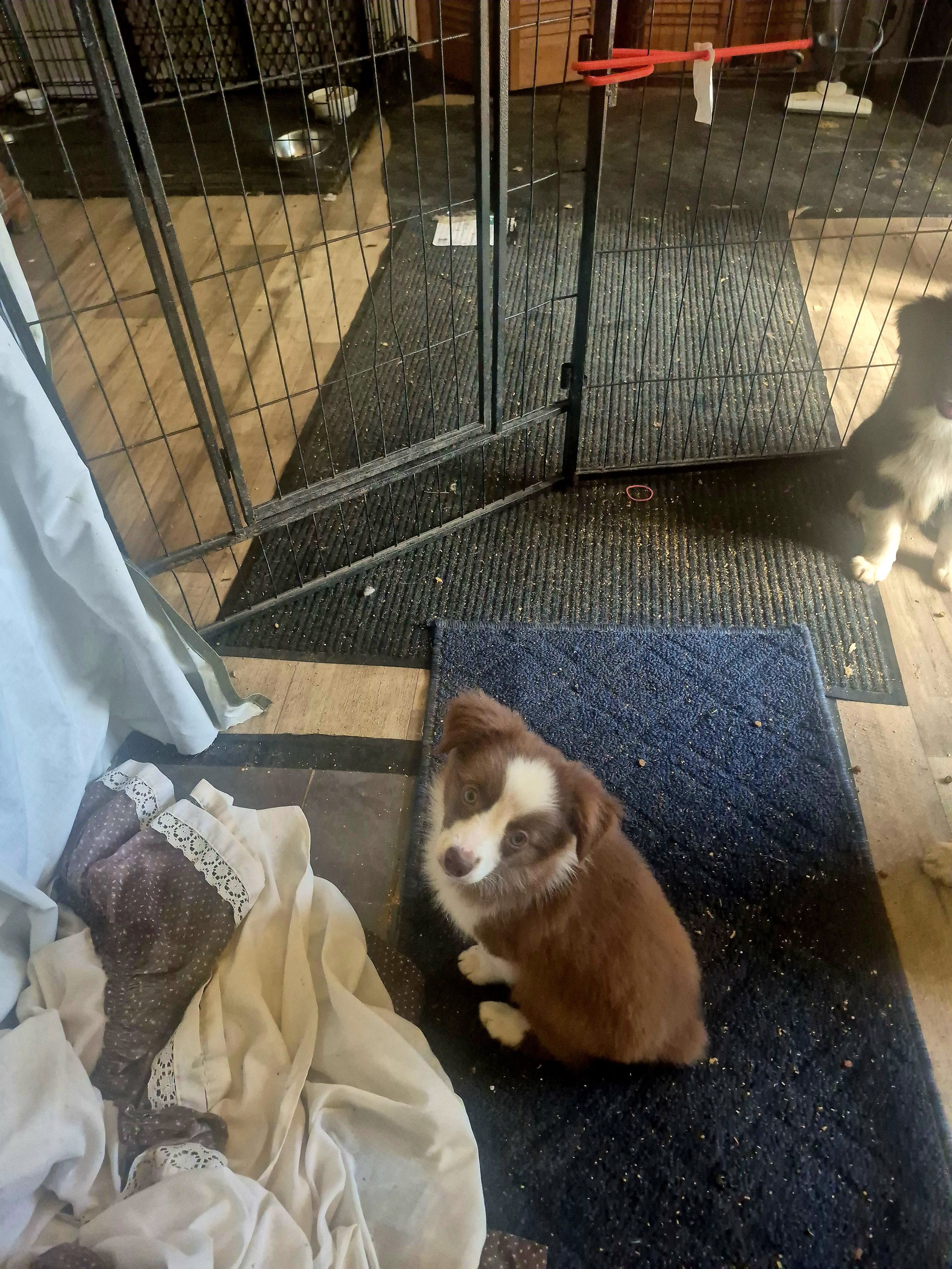 Butterfinger, a female Toy Australian Shepherd for sale in Alba, TX – 2 of 2