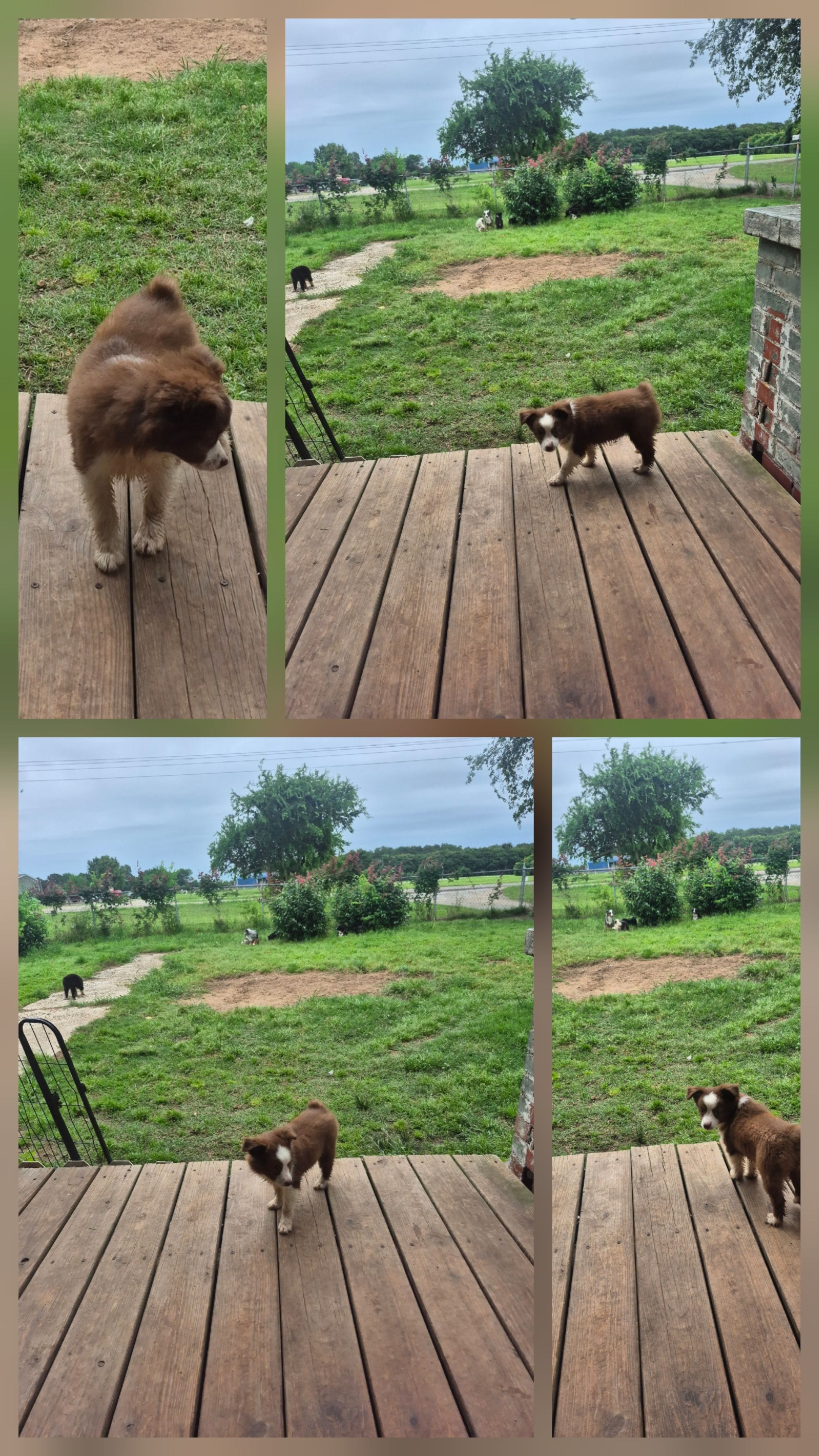 Butterfinger – Toy Australian Shepherd puppy for sale in Alba, TX