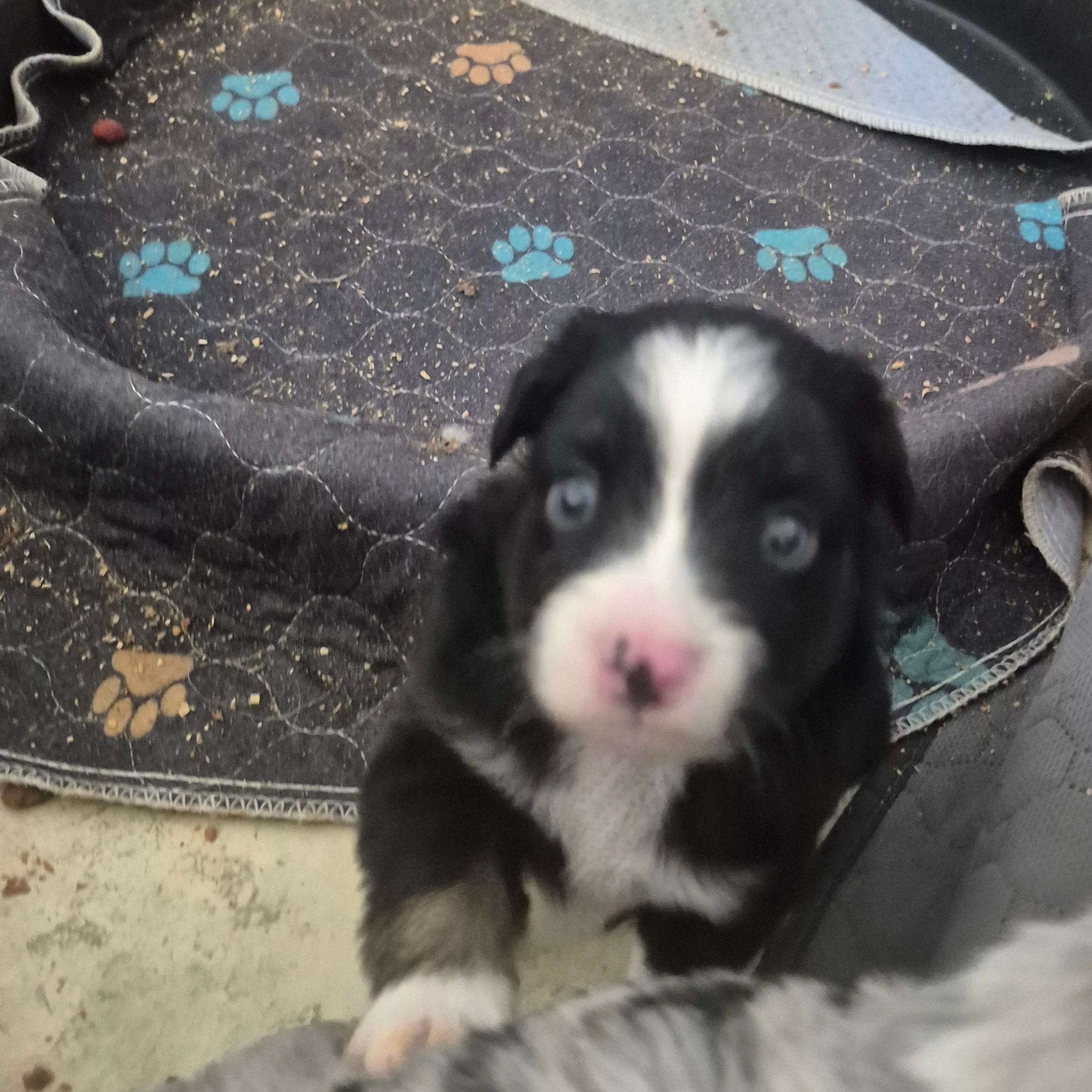 Payday – Miniature Australian Shepherd puppy for sale in Alba, TX