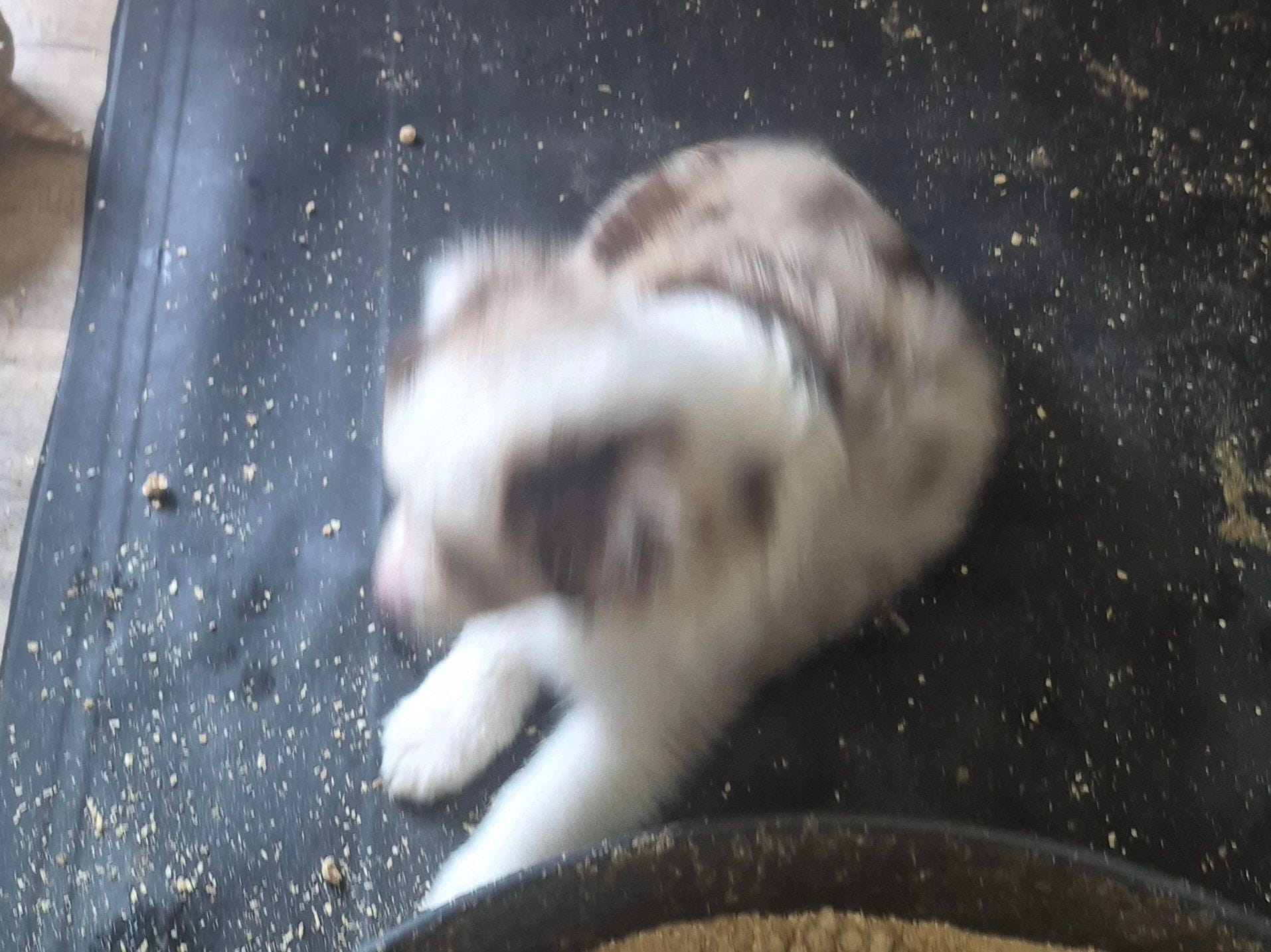 Zero – Toy Australian Shepherd puppy for sale in Alba, TX