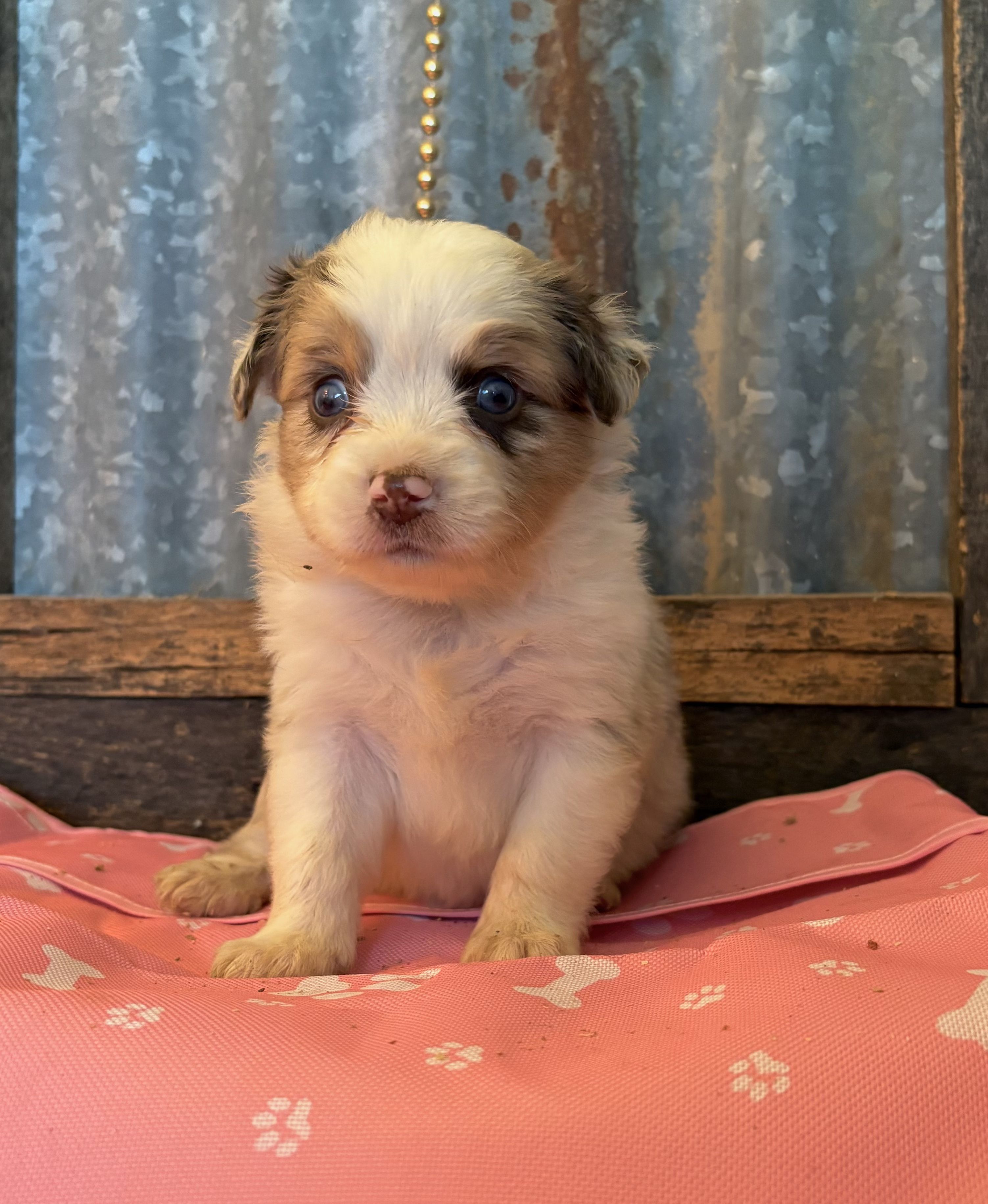 Milky way – Australian Shepherd puppy for sale in Alba, TX