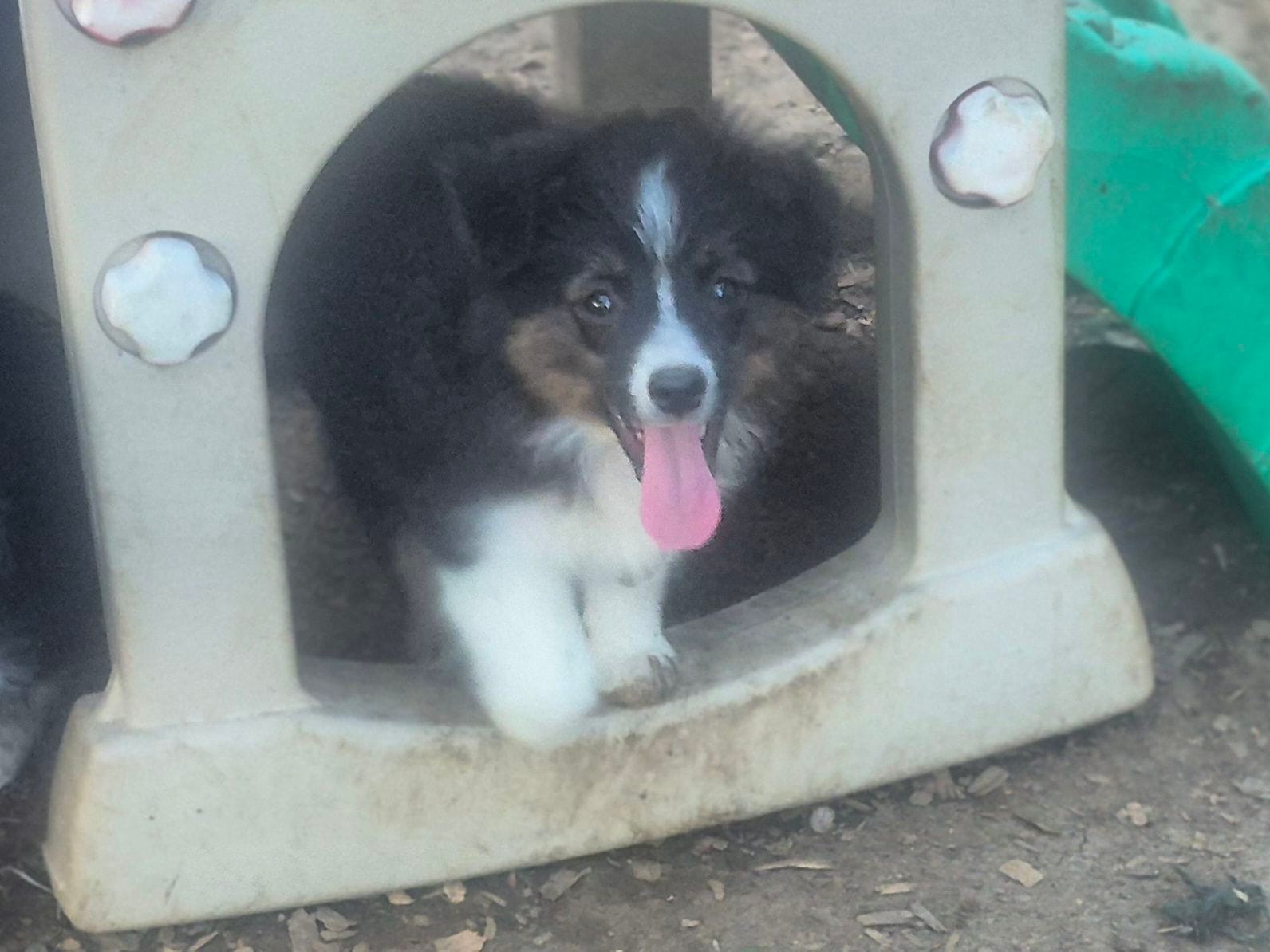 Kit kat – Toy Australian Shepherd puppy for sale in Alba, TX